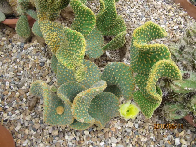 Yellow Bunny Ears, Goldplush Cactus (Opuntia Microdasys) — is a prickly perennial cactus reaching 24 inches in height and spread