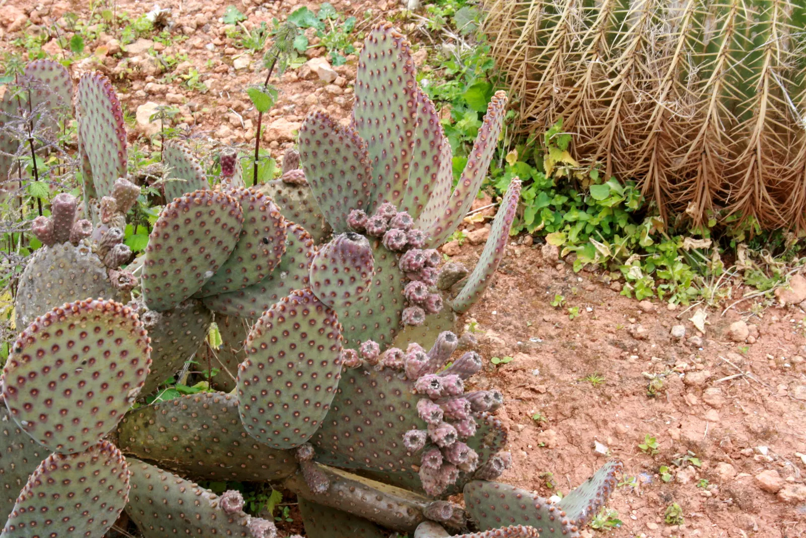 Yellow Bunny Ears, Goldplush Cactus (Opuntia Microdasys) — colloquially known as the Yellow Bunny Ears or Goldplush Cactus; cactus / shrub /, image 62