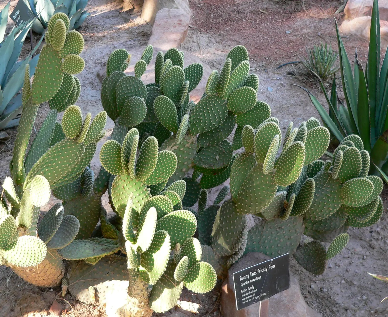 Yellow Bunny Ears, Goldplush Cactus (Opuntia Microdasys) — Characterized by its pad-like stems; ideal for xeriscapes, rock gardens, or as a potted, image 63