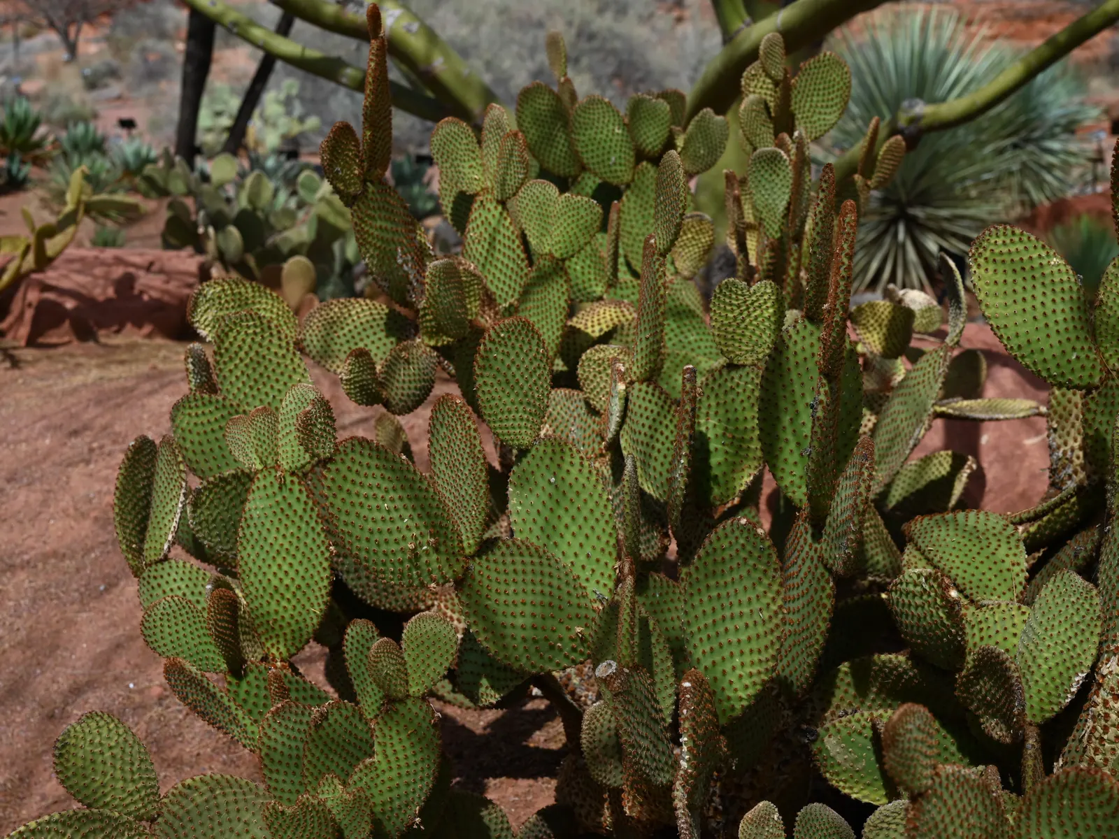 Yellow Bunny Ears, Goldplush Cactus (Opuntia Microdasys) — Hardy in USDA zones 9 to 11; this cactus grows in a branching, image 43