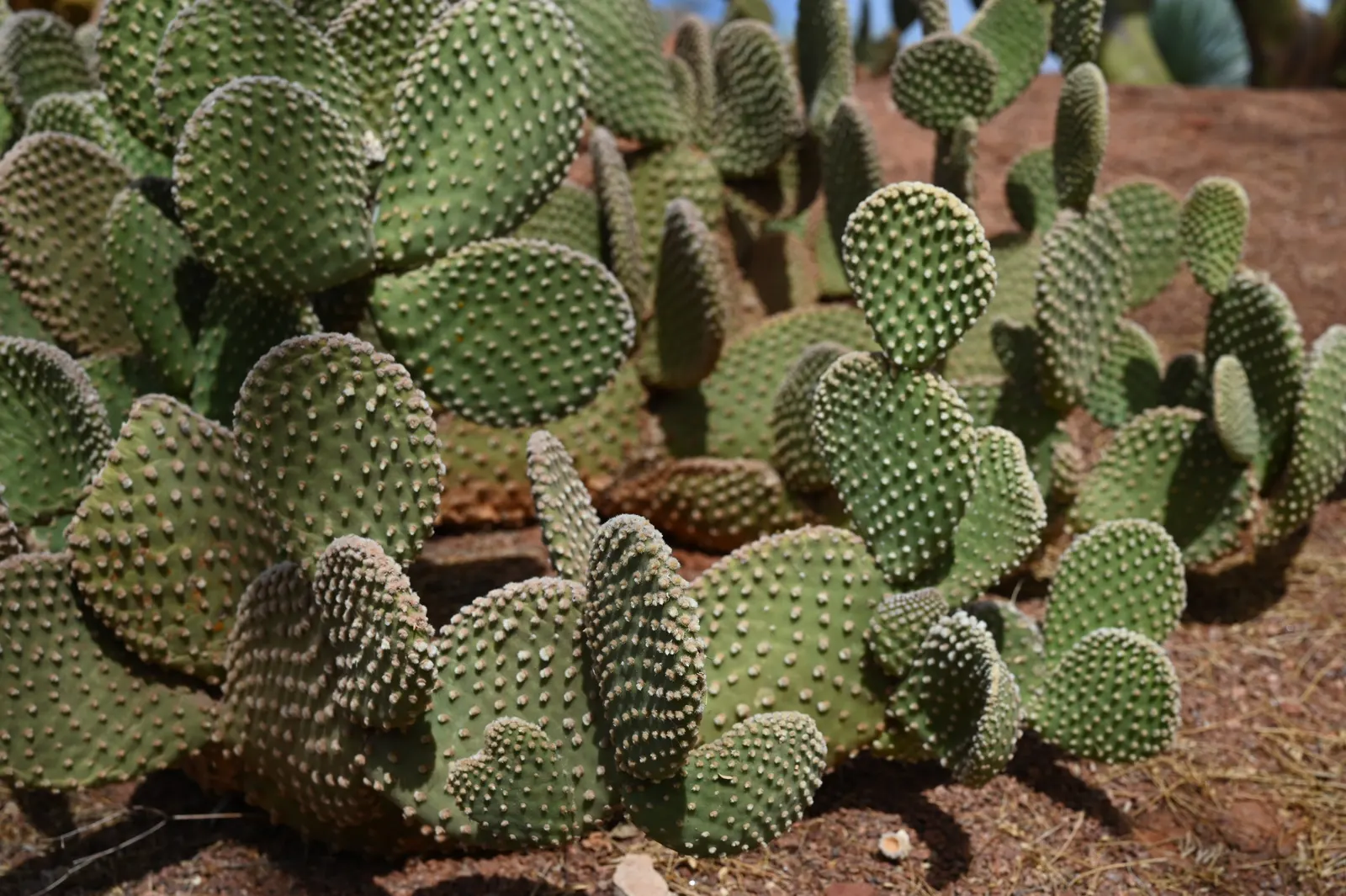 Yellow Bunny Ears, Goldplush Cactus (Opuntia Microdasys) — Handle with care to avoid irritating glochids