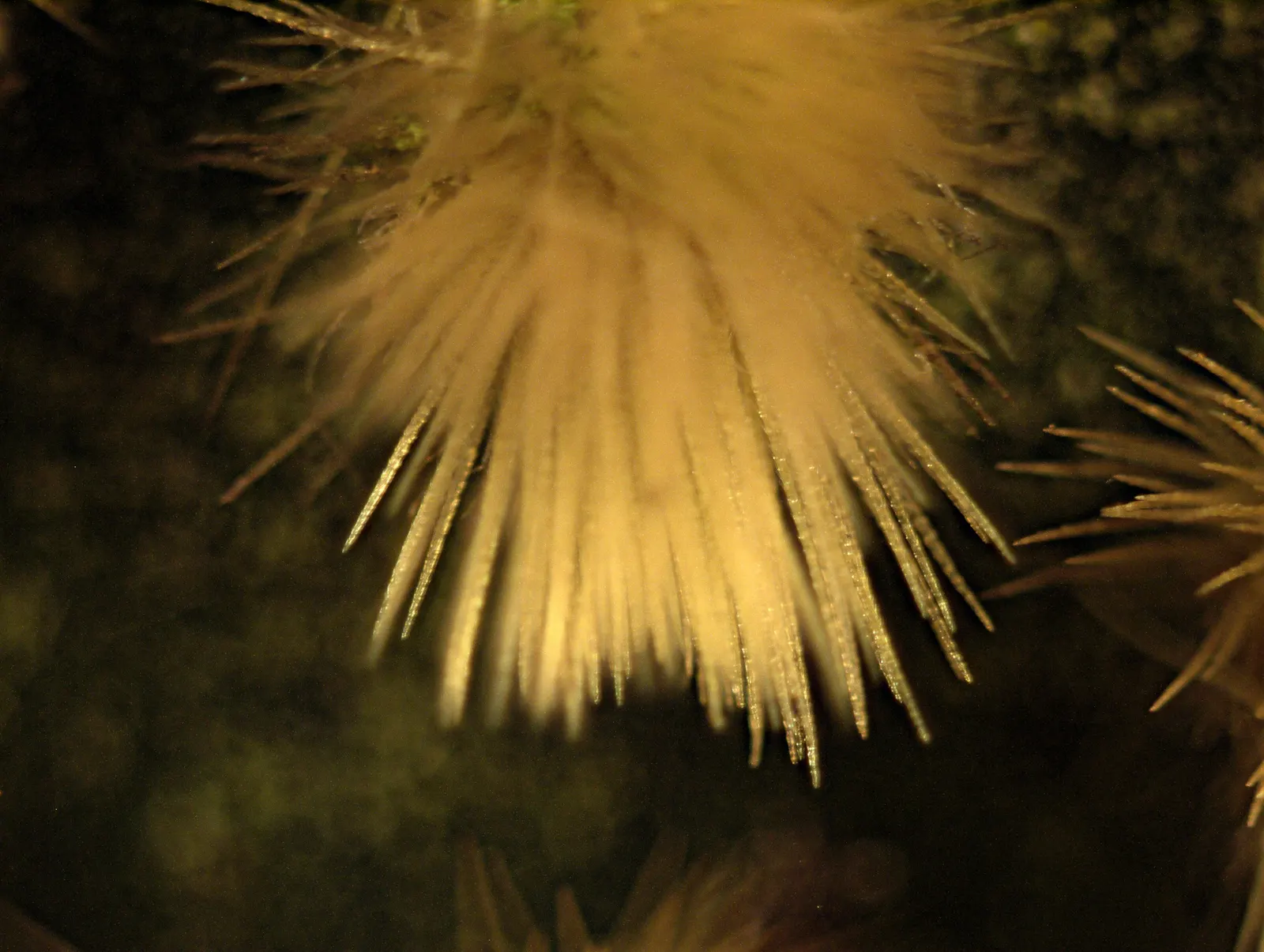 Yellow Bunny Ears, Goldplush Cactus (Opuntia Microdasys) — Ideal for xeriscapes, rock gardens, or as a potted accent; requiring full sun, it, image 60