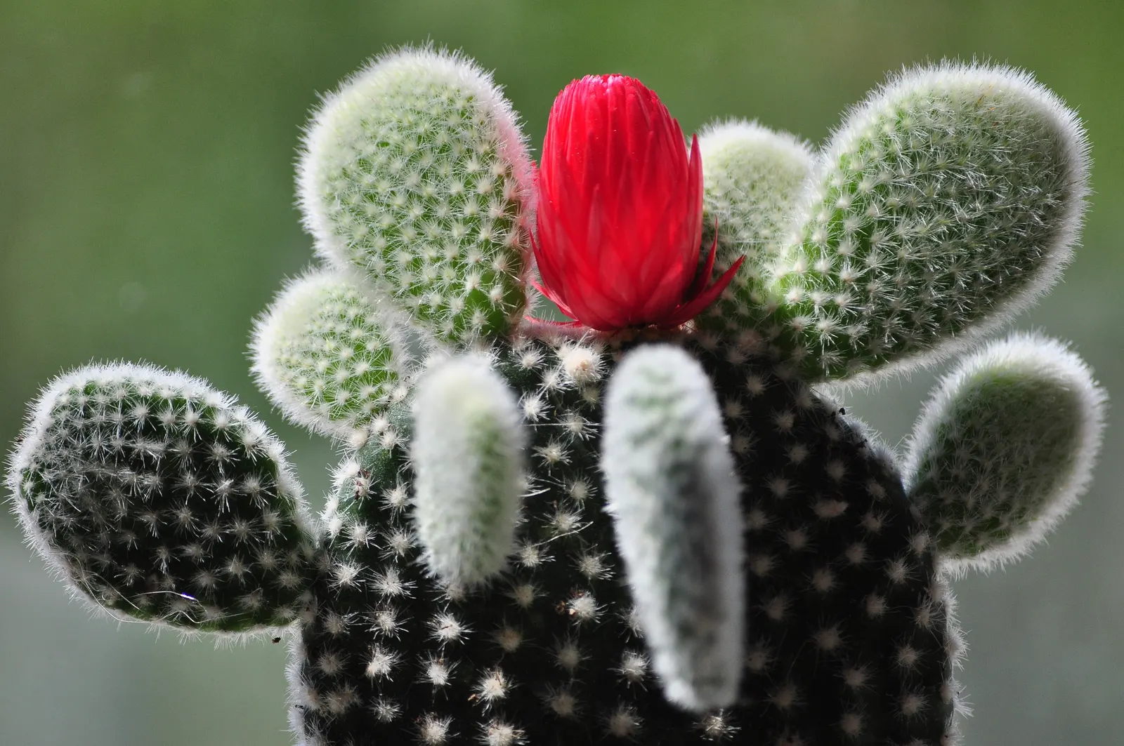 Yellow Bunny Ears, Goldplush Cactus (Opuntia Microdasys) — making it suitable for regions that experience hot and arid conditions