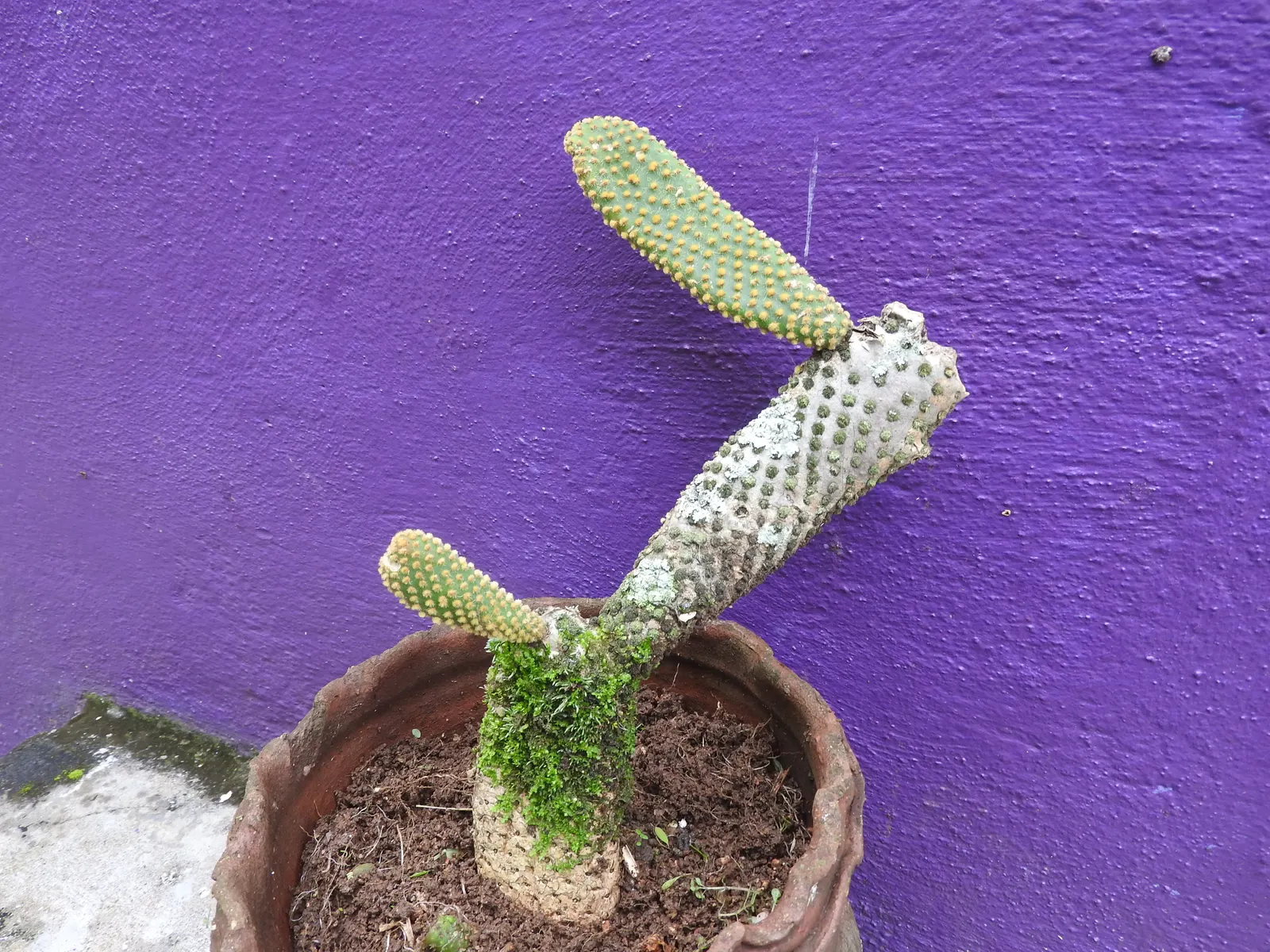 Yellow Bunny Ears, Goldplush Cactus (Opuntia Microdasys) — Its pad-like stems feature dense clusters of yellow glochids, resembling furry tufts, image 56