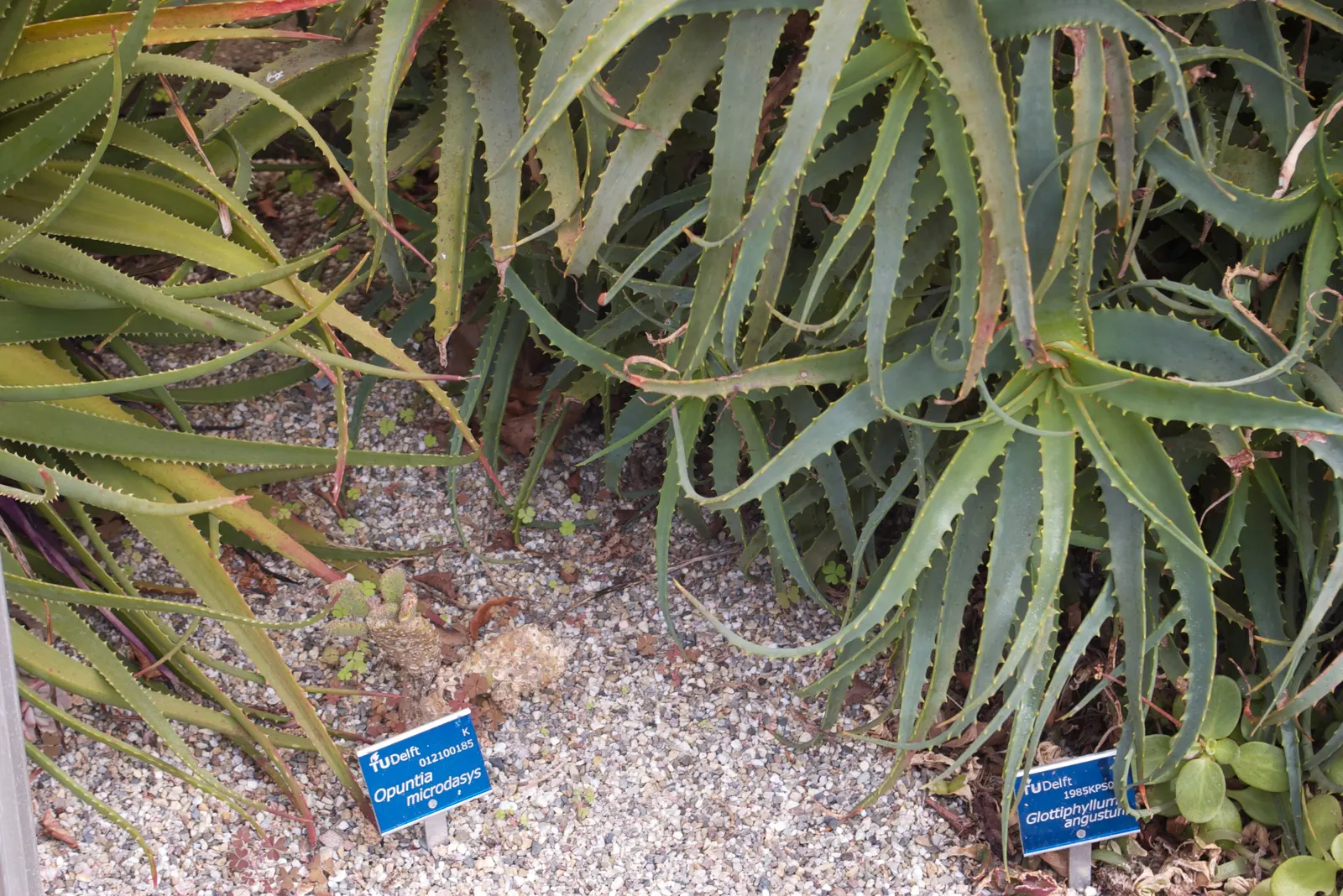Yellow Bunny Ears, Goldplush Cactus (Opuntia Microdasys) — this cactus grows in a branching