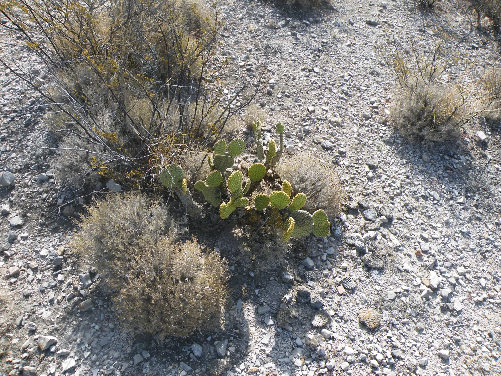 Yellow Bunny Ears, Goldplush Cactus (Opuntia Microdasys) — this cactus grows in a branching; it is hardy in USDA zones 9 through 11 and displays a, image 82