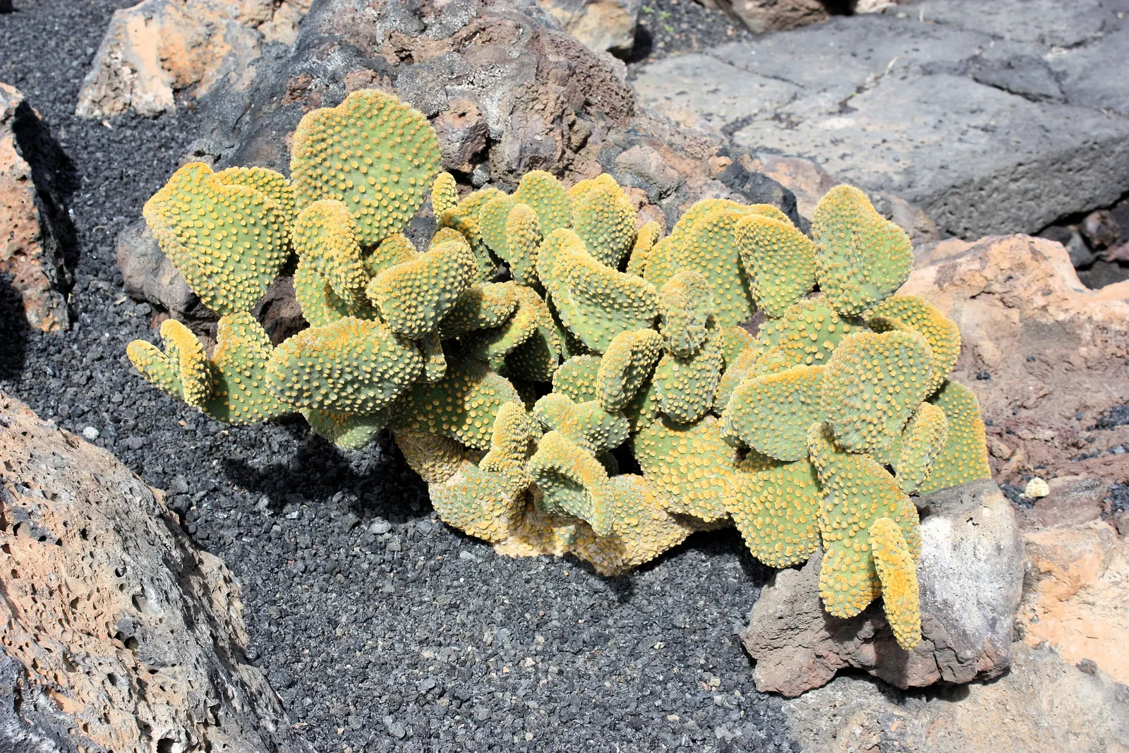 Yellow Bunny Ears, Goldplush Cactus (Opuntia Microdasys) — making it suitable for regions that experience hot and arid conditions; characterized by, image 84