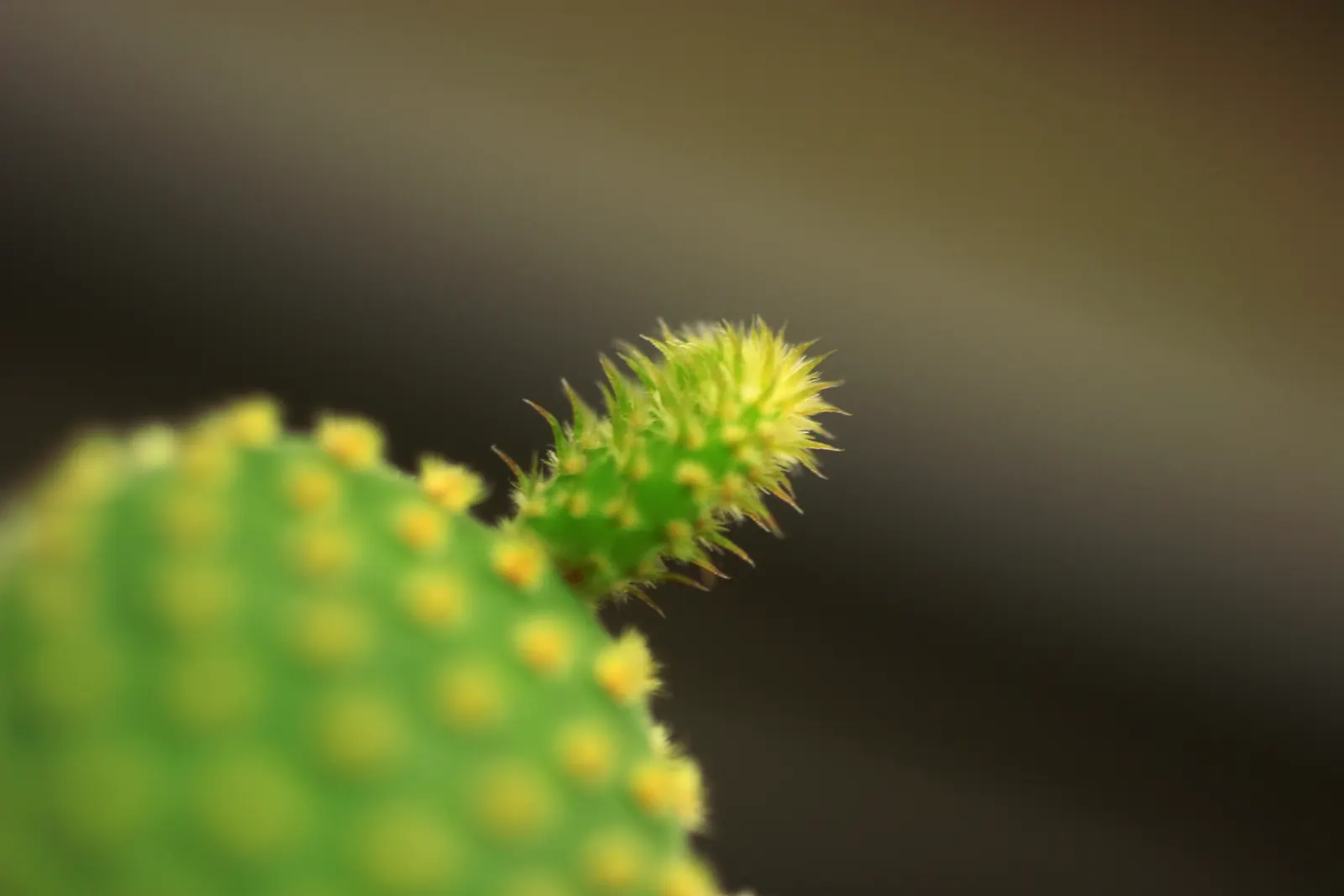 Yellow Bunny Ears, Goldplush Cactus (Opuntia Microdasys) — colloquially known as the Yellow Bunny Ears or Goldplush Cactus; cactus / shrub /, image 80