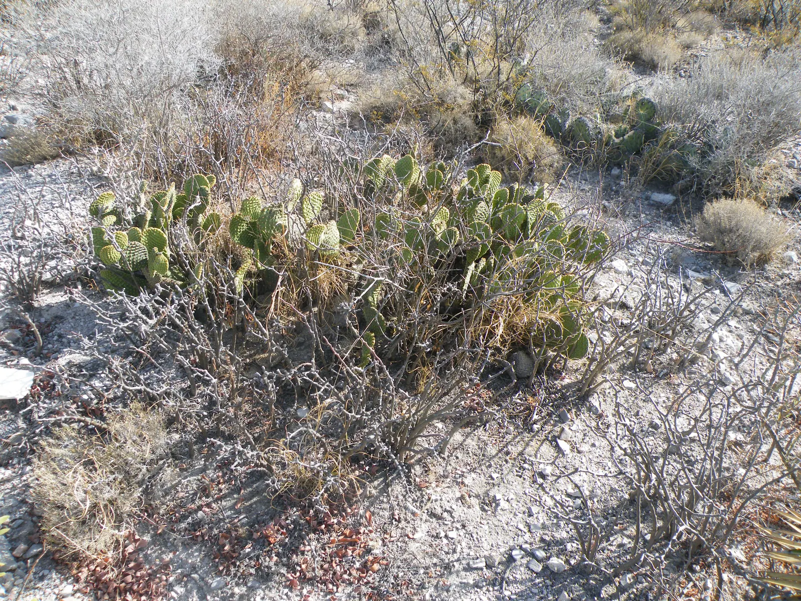 Yellow Bunny Ears, Goldplush Cactus (Opuntia Microdasys) — It is hardy in USDA zones 9 through 11 and displays a high tolerance for drought once, image 31