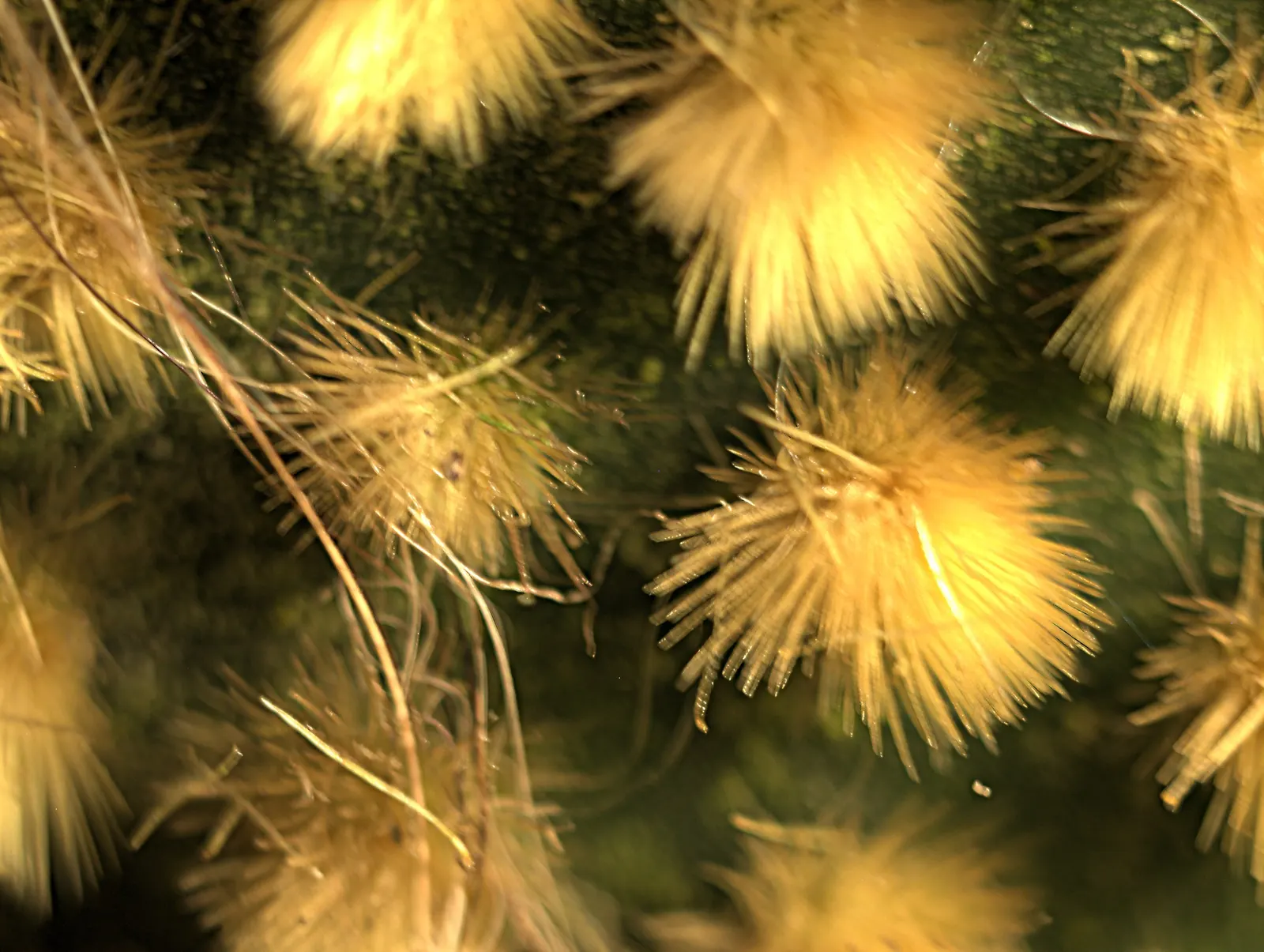 Yellow Bunny Ears, Goldplush Cactus (Opuntia Microdasys) — barbed bristles that easily detach and can irritate the skin upon contact; its pad-like, image 65