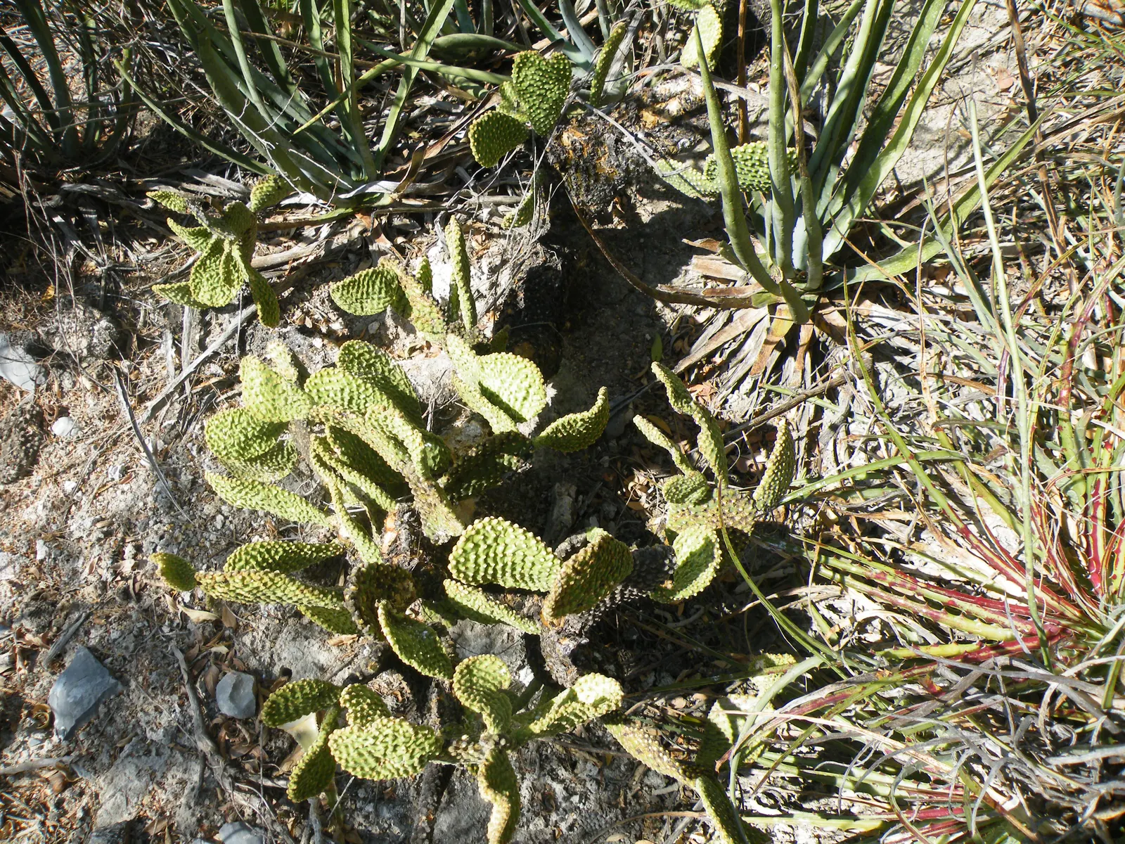 Yellow Bunny Ears, Goldplush Cactus (Opuntia Microdasys) — cactus / shrub / succulent for full or half; while it does not typically produce flowers, image 54