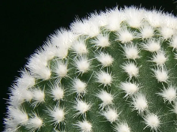 Yellow Bunny Ears, Goldplush Cactus (Opuntia Microdasys) — It is hardy in USDA zones 9 through 11 and displays a high tolerance for drought once, image 49