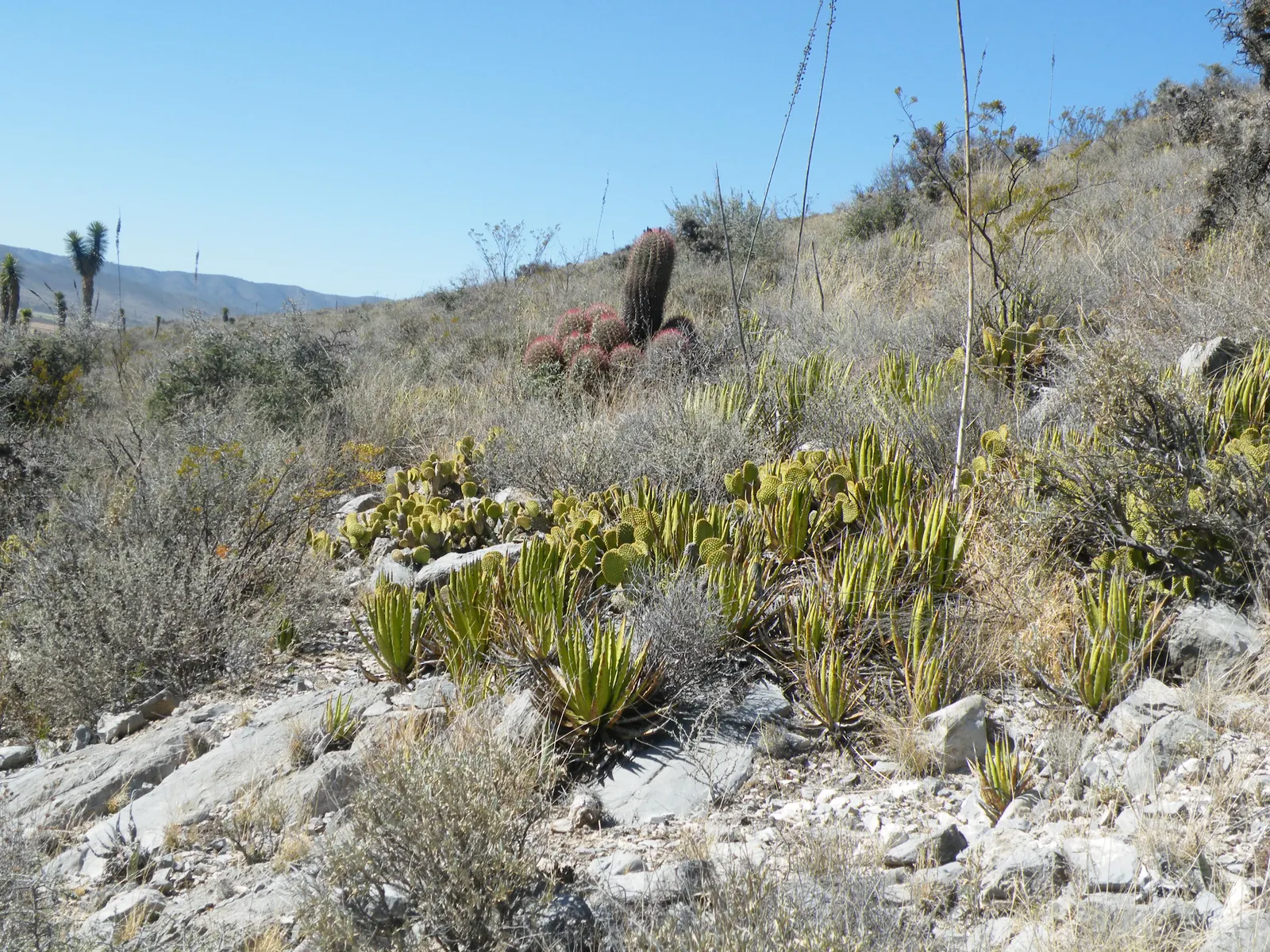 Yellow Bunny Ears, Goldplush Cactus (Opuntia Microdasys) — requiring minimal watering