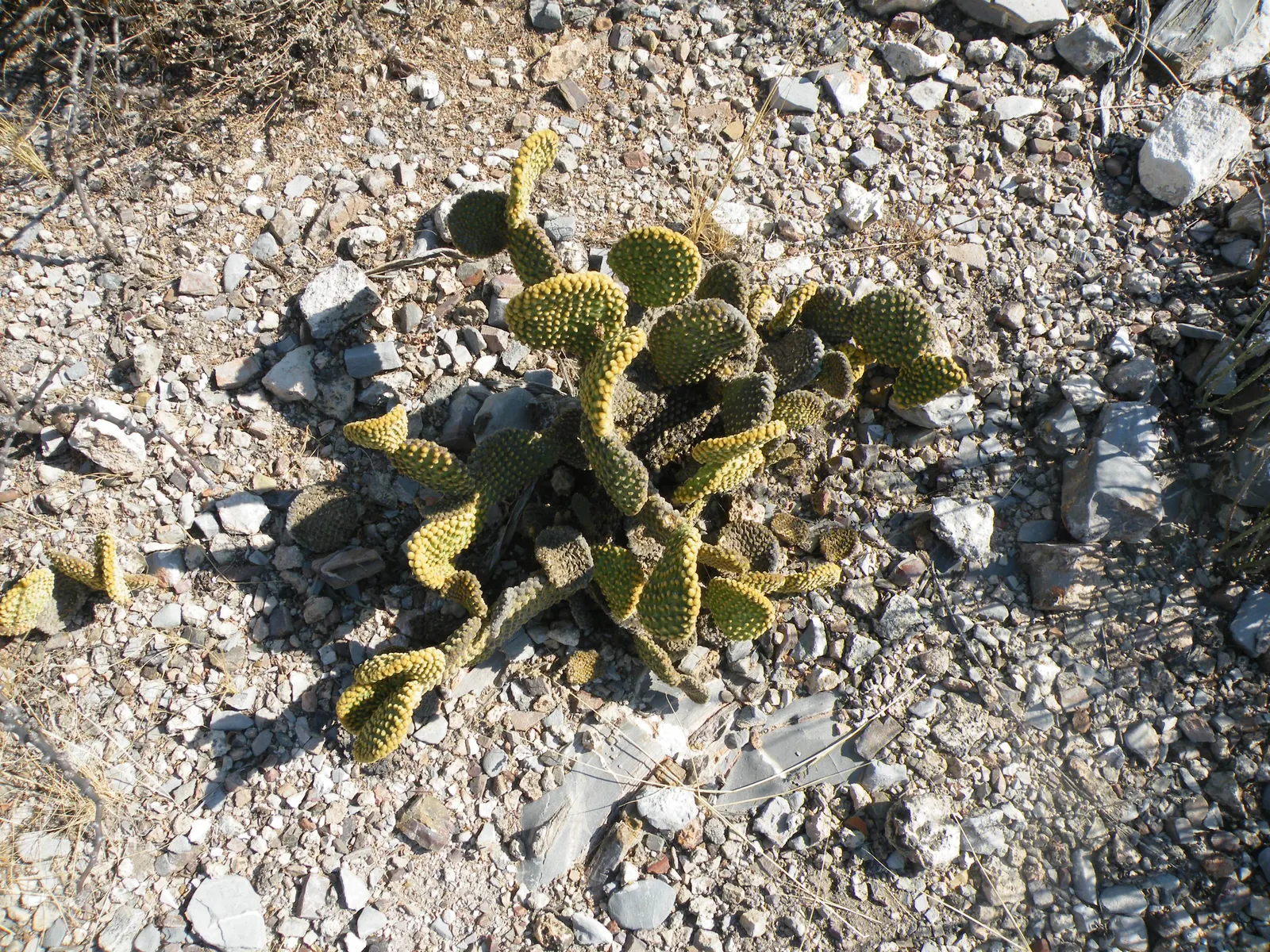 Yellow Bunny Ears, Goldplush Cactus (Opuntia Microdasys) — colloquially known as the Yellow Bunny Ears or Goldplush Cactus