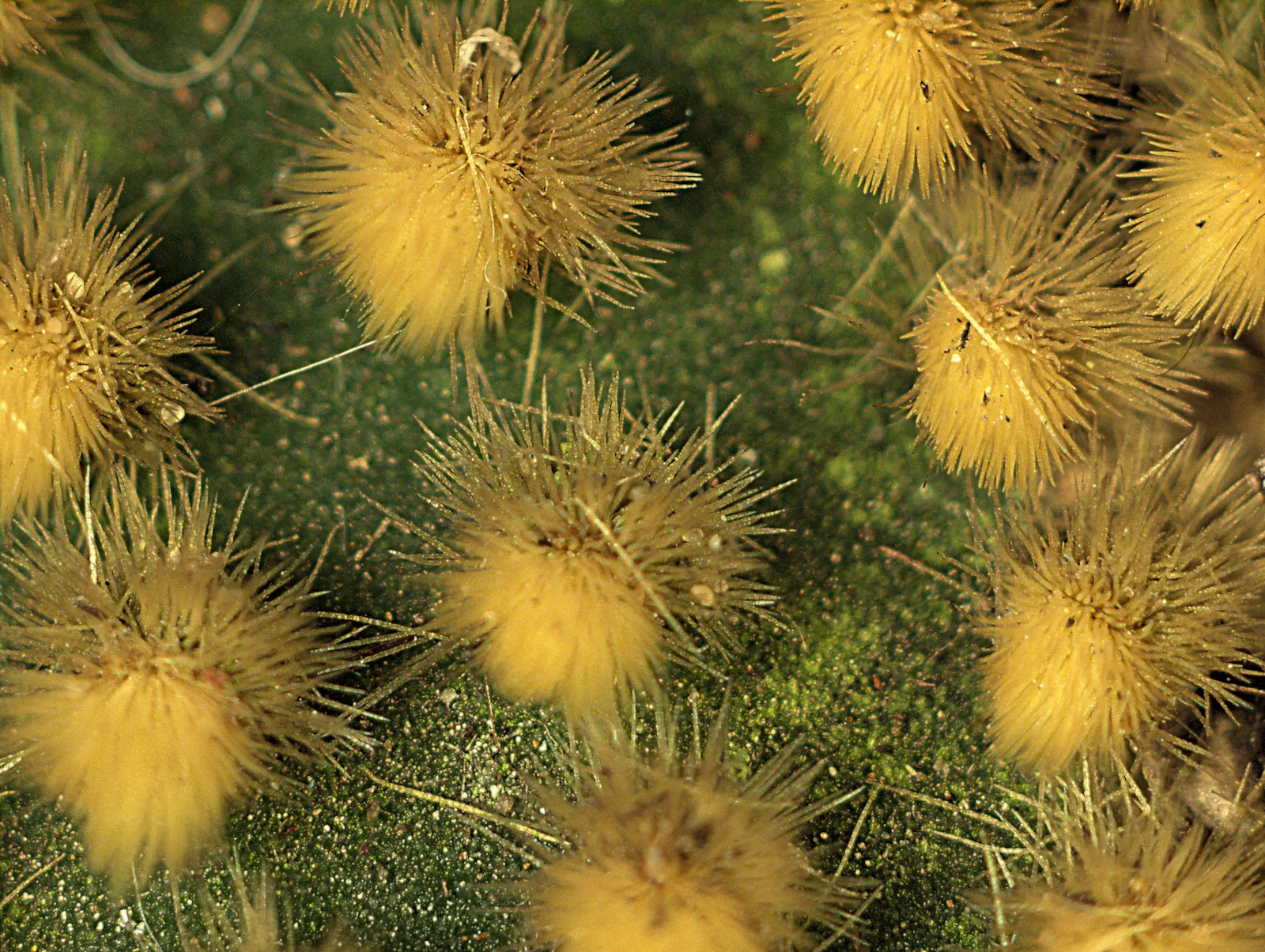 Yellow Bunny Ears, Goldplush Cactus (Opuntia Microdasys) — While it does not typically produce flowers; making it suitable for regions that experience hot and