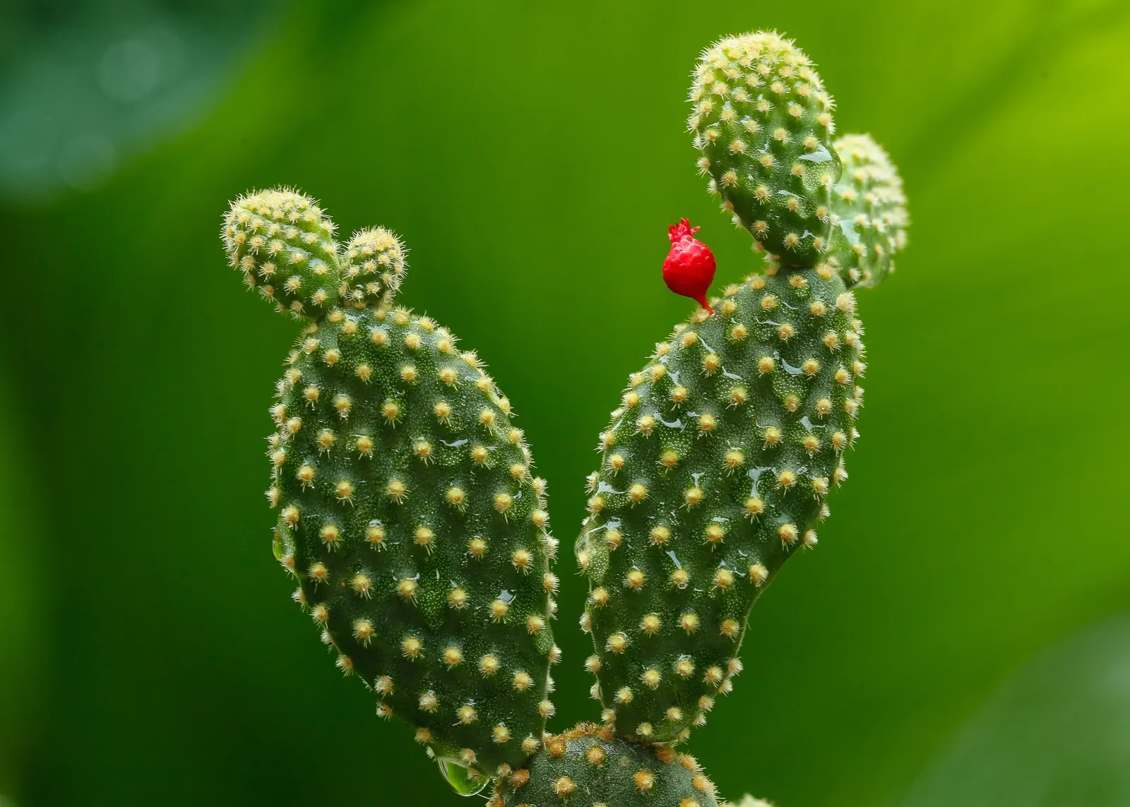Yellow Bunny Ears, Goldplush Cactus (Opuntia Microdasys) — requiring minimal watering; handle with care to avoid irritating glochids, image 68