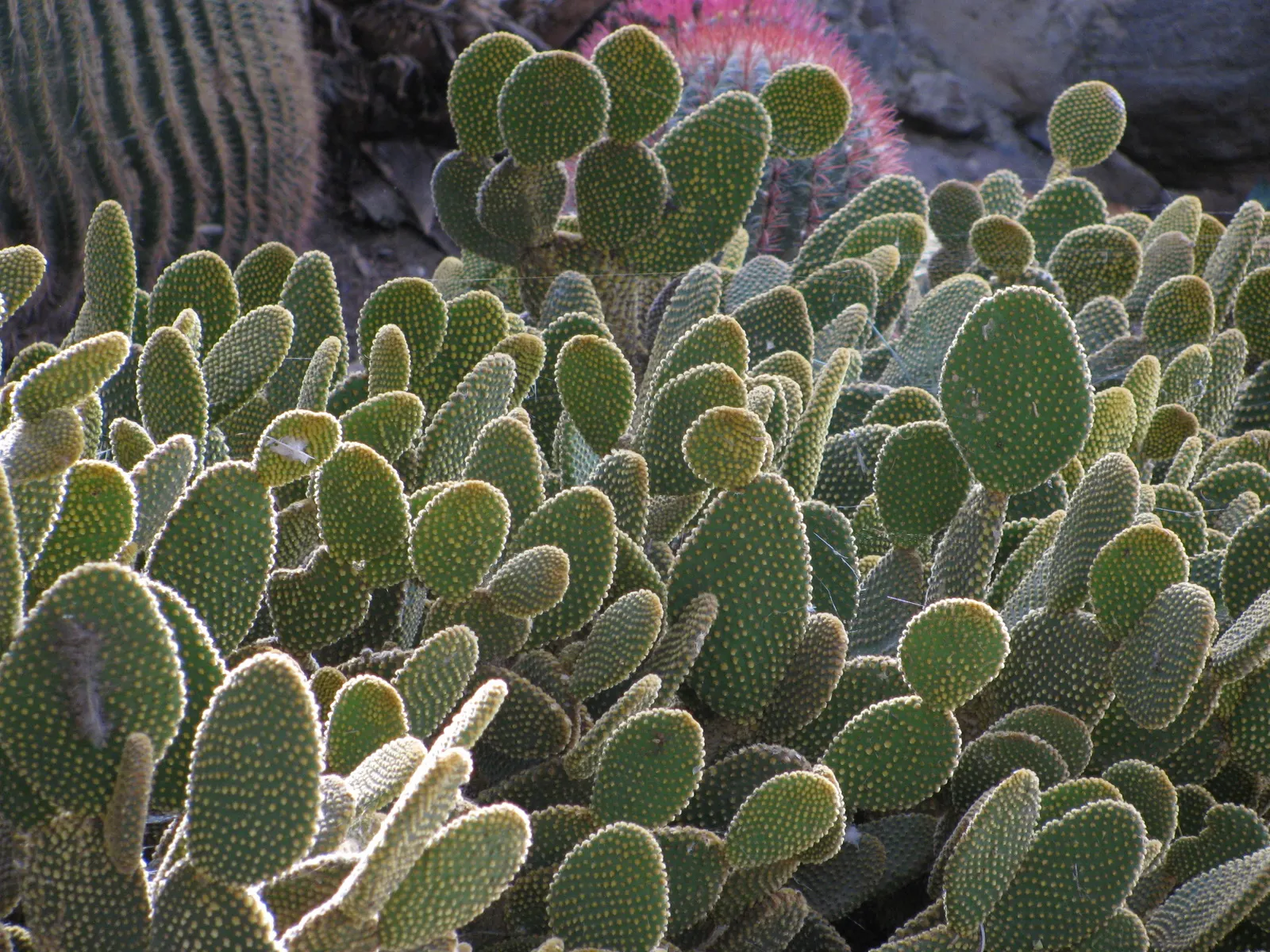 Yellow Bunny Ears, Goldplush Cactus (Opuntia Microdasys) — Its pad-like stems feature dense clusters of yellow glochids, resembling furry tufts, image 74