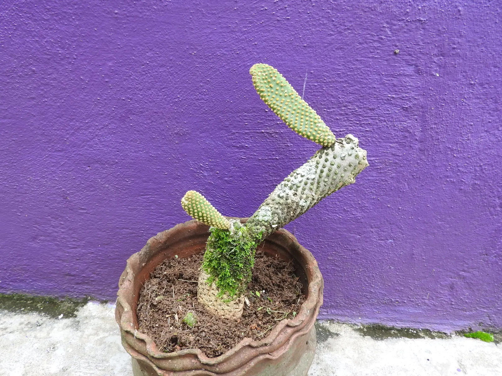 Yellow Bunny Ears, Goldplush Cactus (Opuntia Microdasys) — making it suitable for regions that experience hot and arid conditions; characterized by, image 48