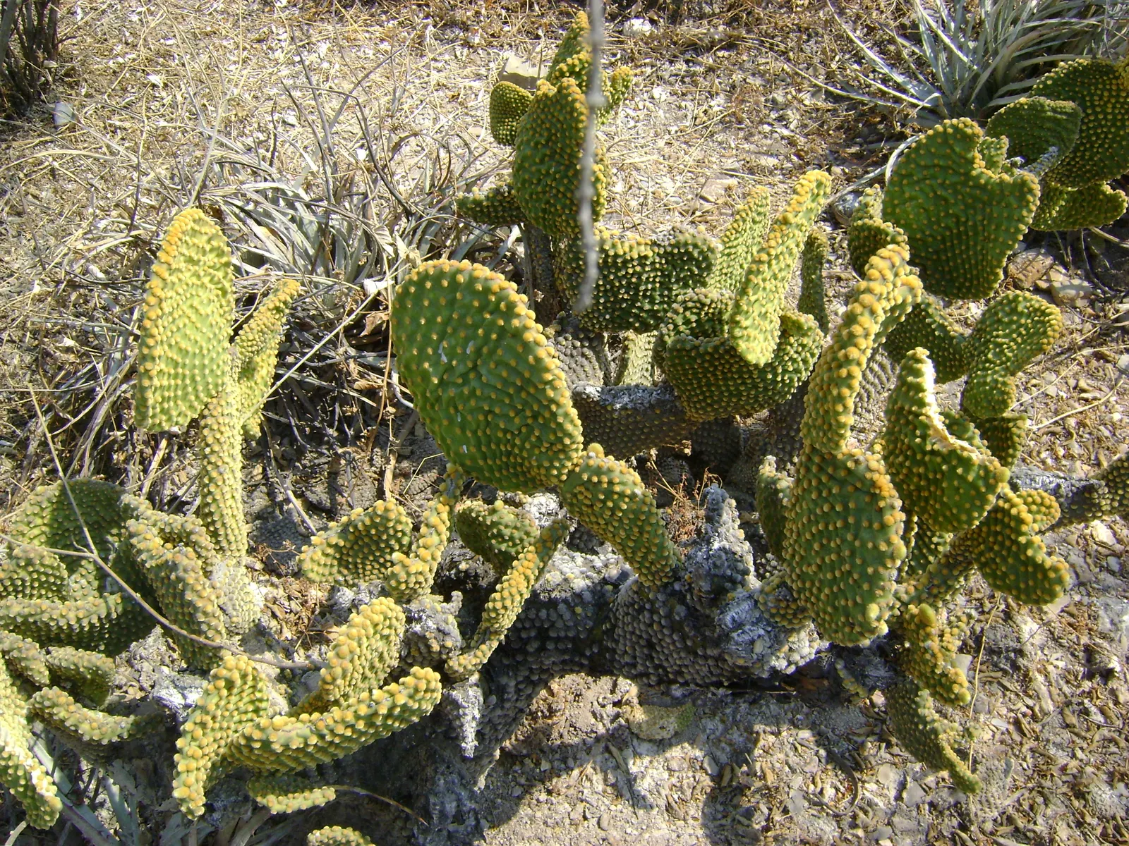 Yellow Bunny Ears, Goldplush Cactus (Opuntia Microdasys) — Its pad-like stems feature dense clusters of yellow glochids, resembling furry tufts; barbed