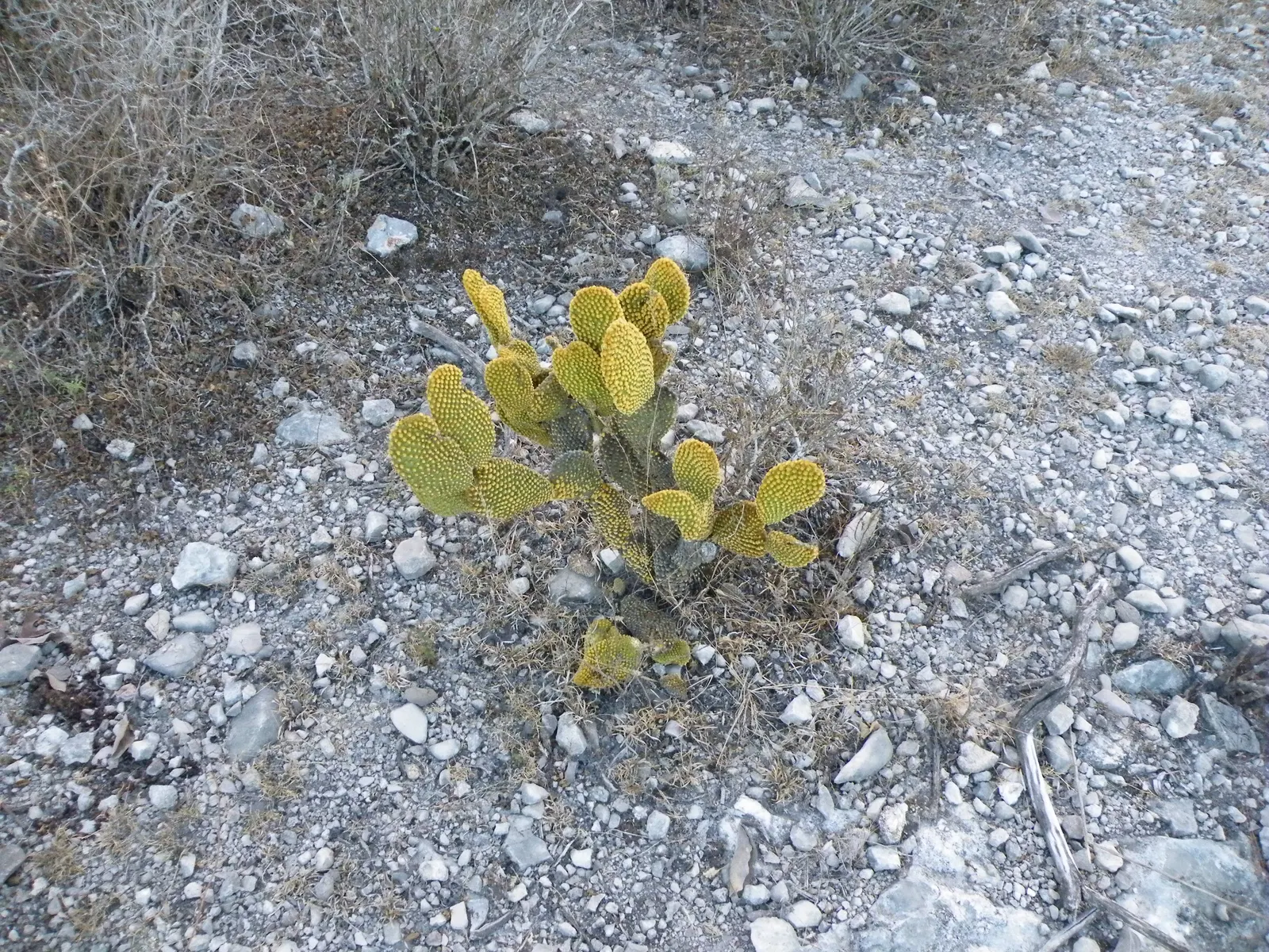 Yellow Bunny Ears, Goldplush Cactus (Opuntia Microdasys) — Its pad-like stems feature dense clusters of yellow glochids, resembling furry tufts