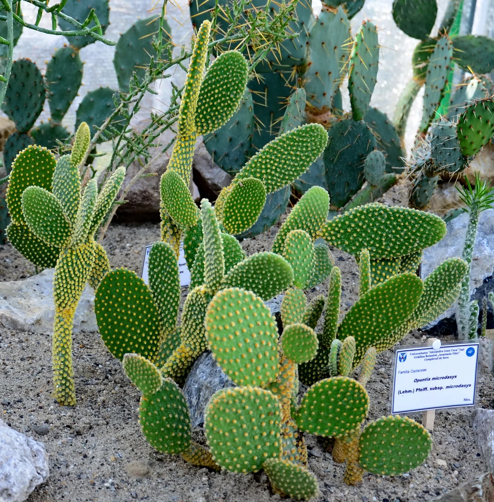 Yellow Bunny Ears, Goldplush Cactus (Opuntia Microdasys) — Characterized by its pad-like stems; ideal for xeriscapes, rock gardens, or as a potted, image 45