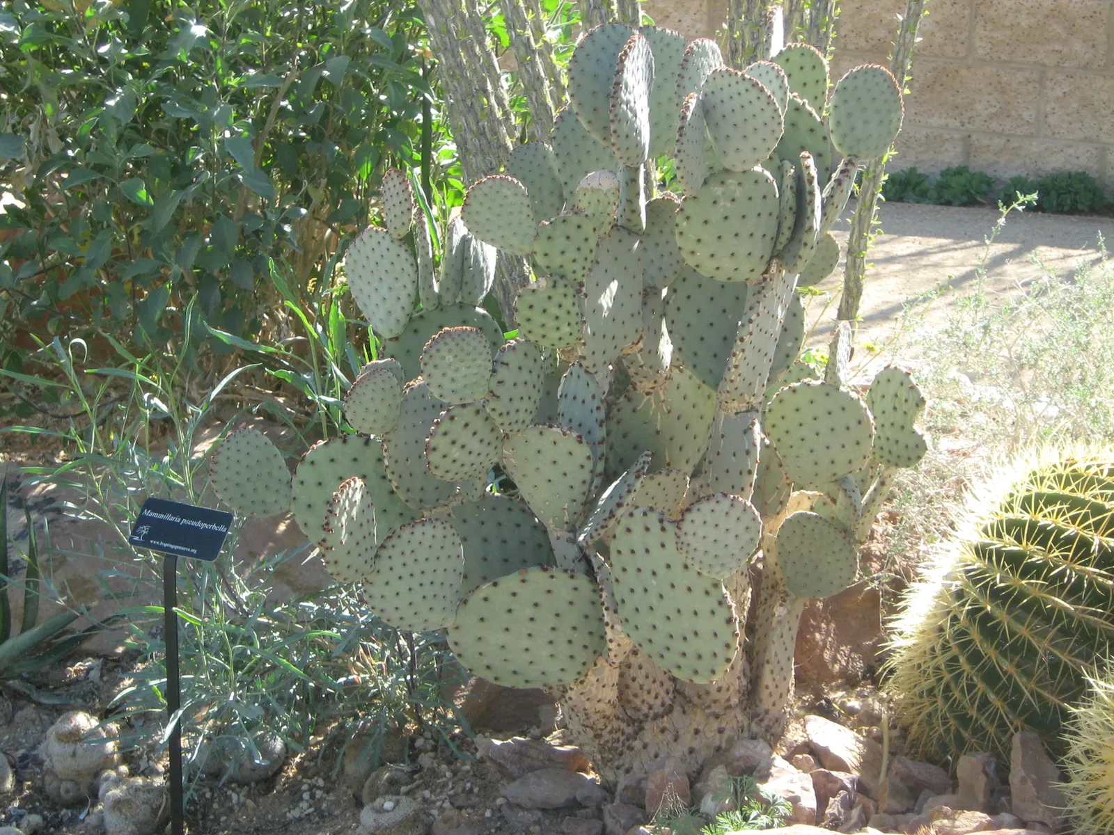 Yellow Bunny Ears, Goldplush Cactus (Opuntia Microdasys) — Handle with care to avoid irritating glochids; requiring minimal watering, image 77