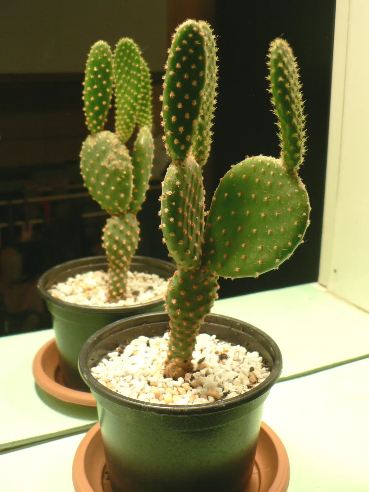 Yellow Bunny Ears, Goldplush Cactus (Opuntia Microdasys) — Requiring full sun, it thrives in well-draining sandy soil; cactus / shrub / succulent, image 75