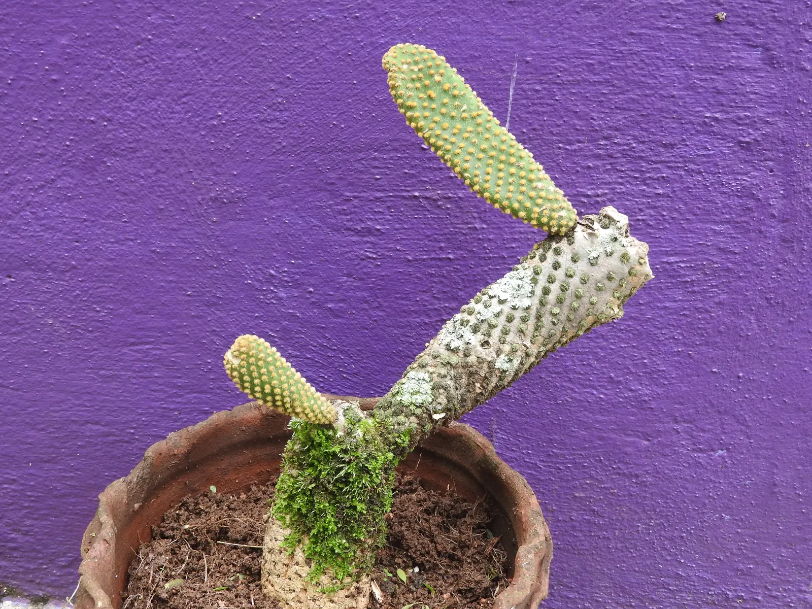 Yellow Bunny Ears, Goldplush Cactus (Opuntia Microdasys) — Hardy in USDA zones 9 to 11; this cactus grows in a branching, image 61