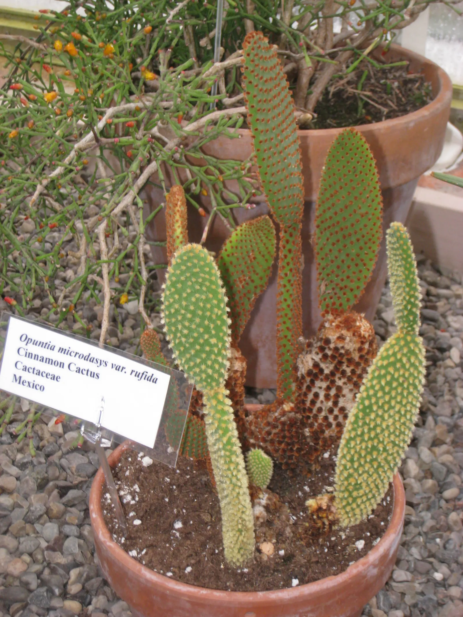 Yellow Bunny Ears, Goldplush Cactus (Opuntia Microdasys) — In spring, it may produce yellow flowers; hardy in USDA zones 9 to 11, image 76