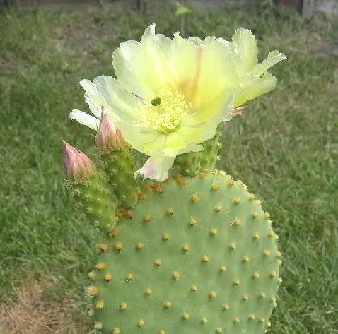 Yellow Bunny Ears, Goldplush Cactus (Opuntia Microdasys) — cactus / shrub / succulent with yellow blooms; colloquially known as the Yellow Bunny, image 53