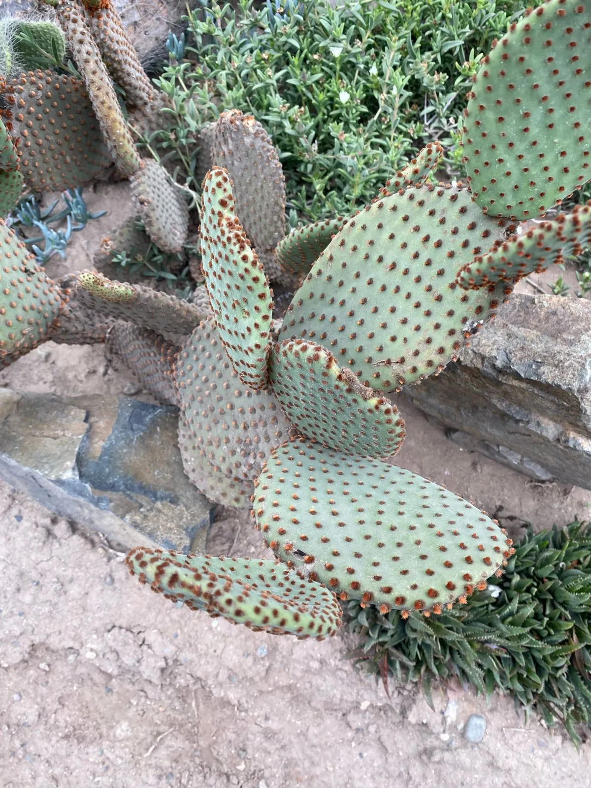 Yellow Bunny Ears, Goldplush Cactus (Opuntia Microdasys) — Ideal for xeriscapes, rock gardens, or as a potted accent; requiring full sun, it thrives in