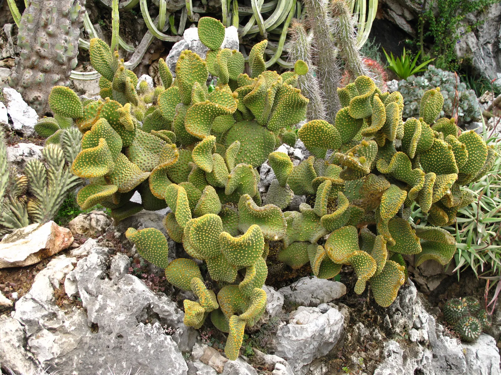 Yellow Bunny Ears, Goldplush Cactus (Opuntia Microdasys) — While it does not typically produce flowers; making it suitable for regions that, image 69