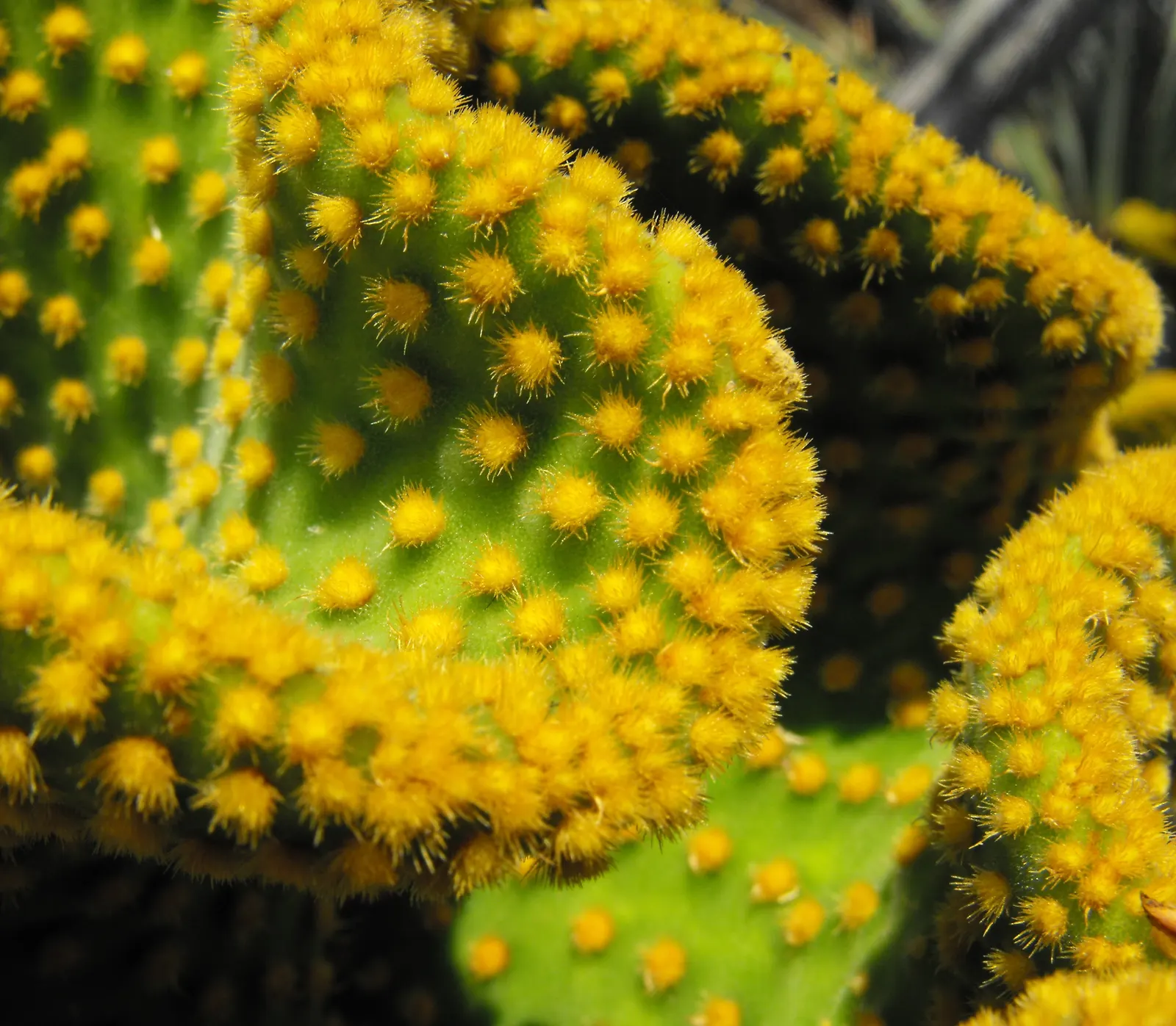 Yellow Bunny Ears, Goldplush Cactus (Opuntia Microdasys) — Ideal for xeriscapes, rock gardens, or as a potted accent; requiring full sun, it, image 42