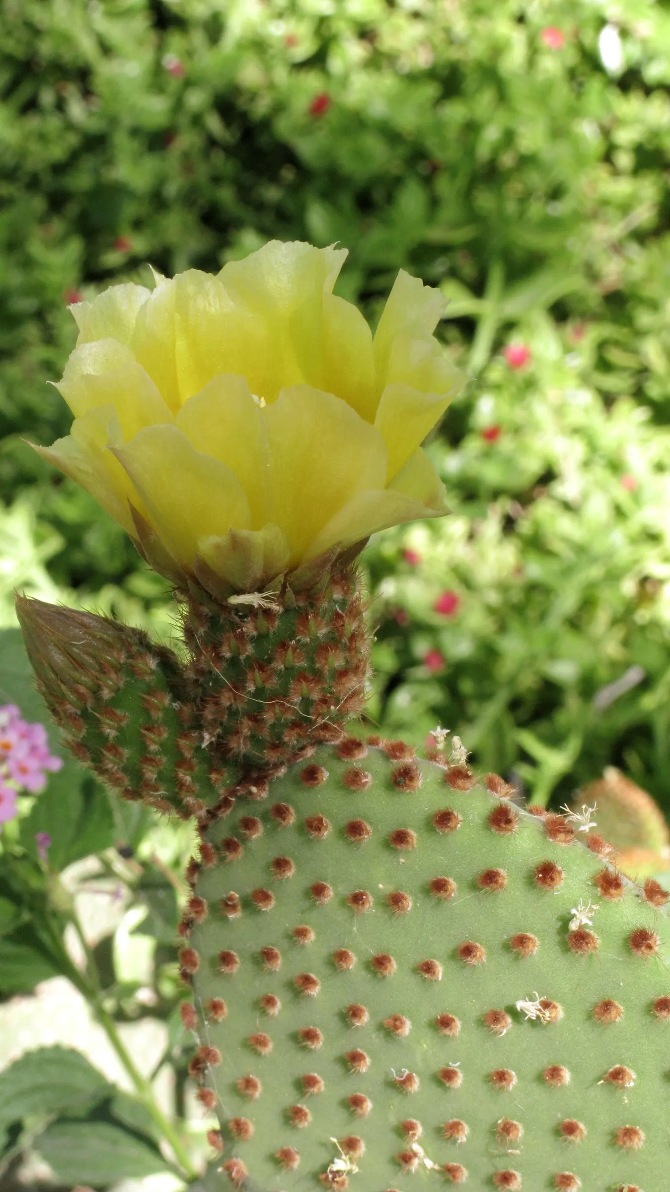 Yellow Bunny Ears, Goldplush Cactus (Opuntia Microdasys) — cactus / shrub / succulent for full or half; while it does not typically produce flowers