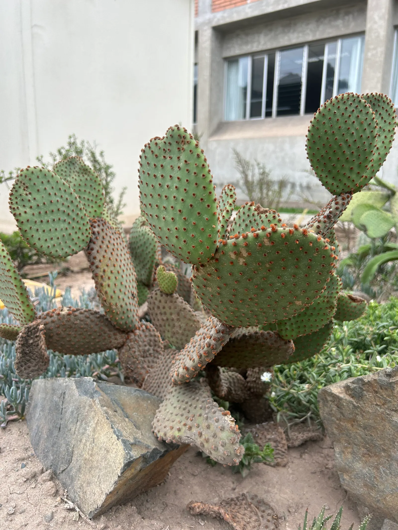 Yellow Bunny Ears, Goldplush Cactus (Opuntia Microdasys) — Handle with care to avoid irritating glochids; requiring minimal watering