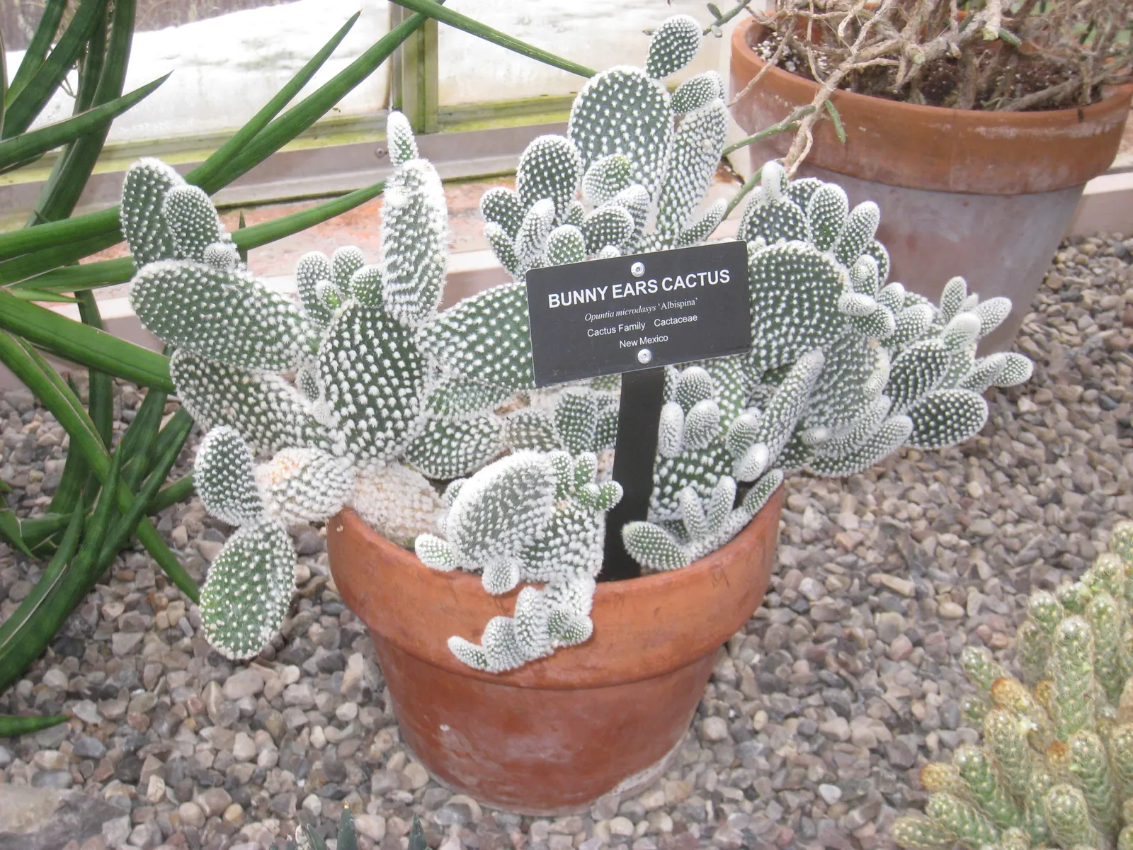 Yellow Bunny Ears, Goldplush Cactus (Opuntia Microdasys) — yellow flowers in the garden; is a prickly perennial cactus reaching 24 inches in height, image 70