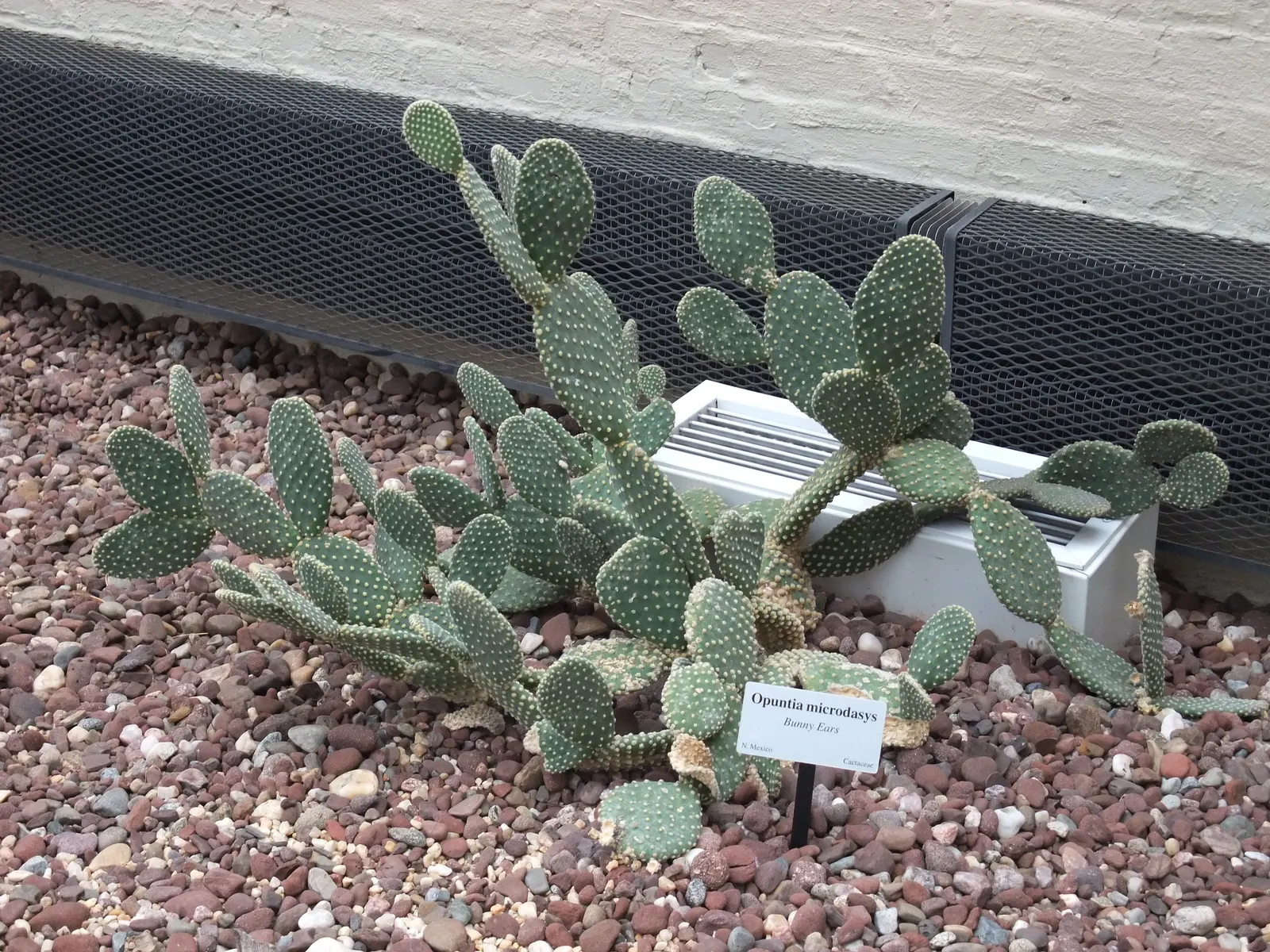 Yellow Bunny Ears, Goldplush Cactus (Opuntia Microdasys) — While it does not typically produce flowers