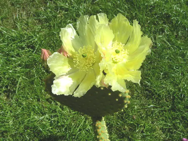 Yellow Bunny Ears, Goldplush Cactus (Opuntia Microdasys) — barbed bristles that easily detach and can irritate the skin upon contact