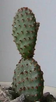 Yellow Bunny Ears, Goldplush Cactus (Opuntia Microdasys) — Its pad-like stems feature dense clusters of yellow glochids, resembling furry tufts, image 38