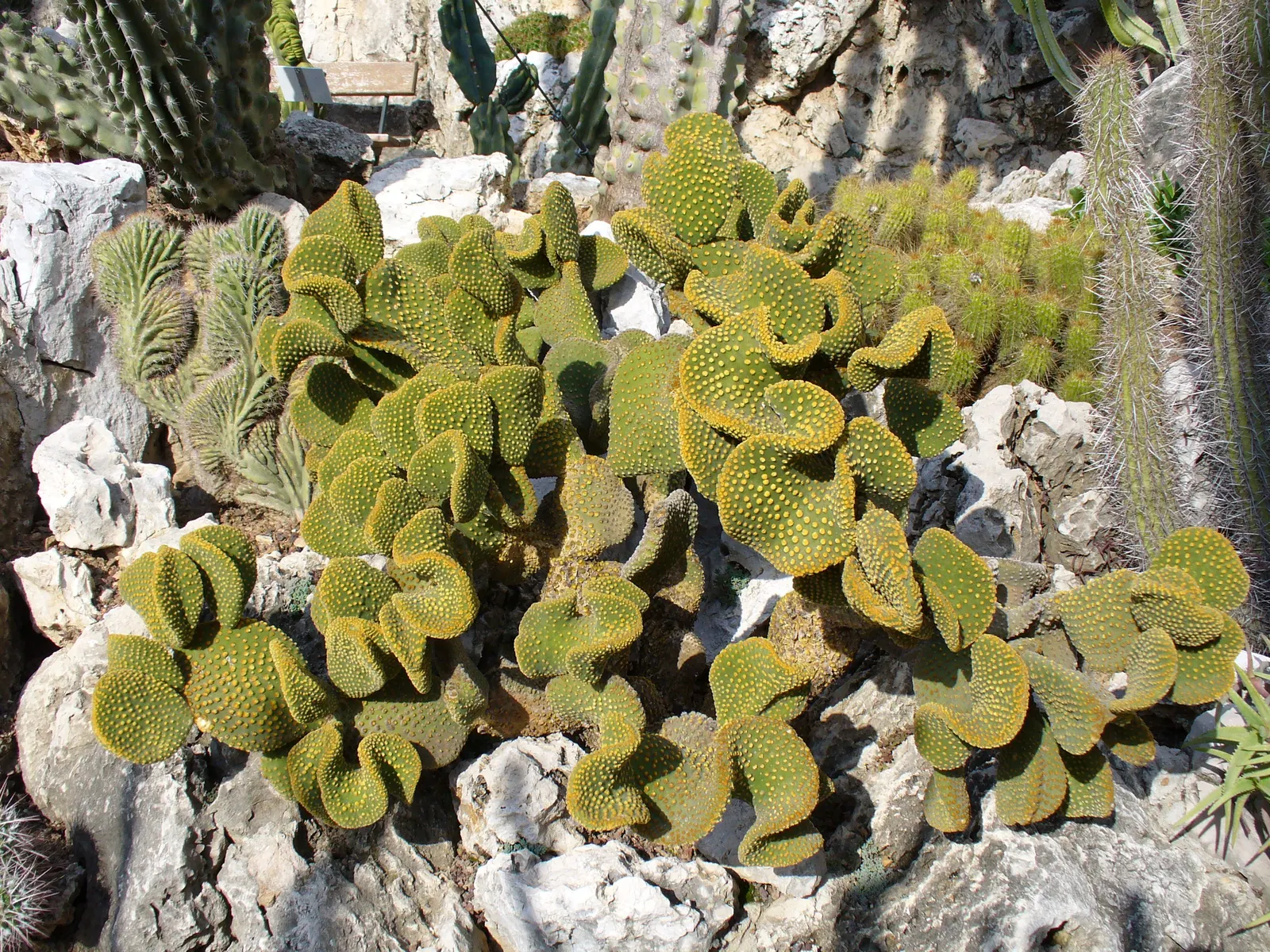Yellow Bunny Ears, Goldplush Cactus (Opuntia Microdasys) — While it does not typically produce flowers; making it suitable for regions that, image 87