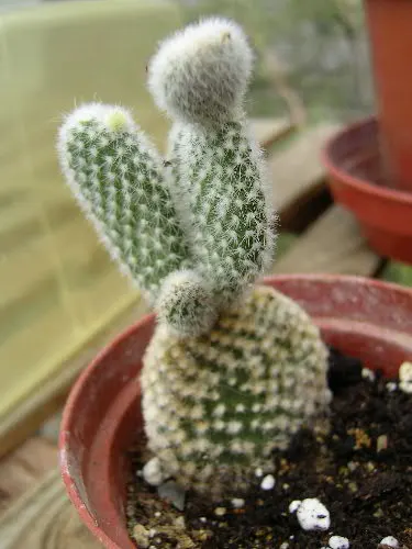 Yellow Bunny Ears, Goldplush Cactus (Opuntia Microdasys) — this cactus grows in a branching; it is hardy in USDA zones 9 through 11 and displays a high