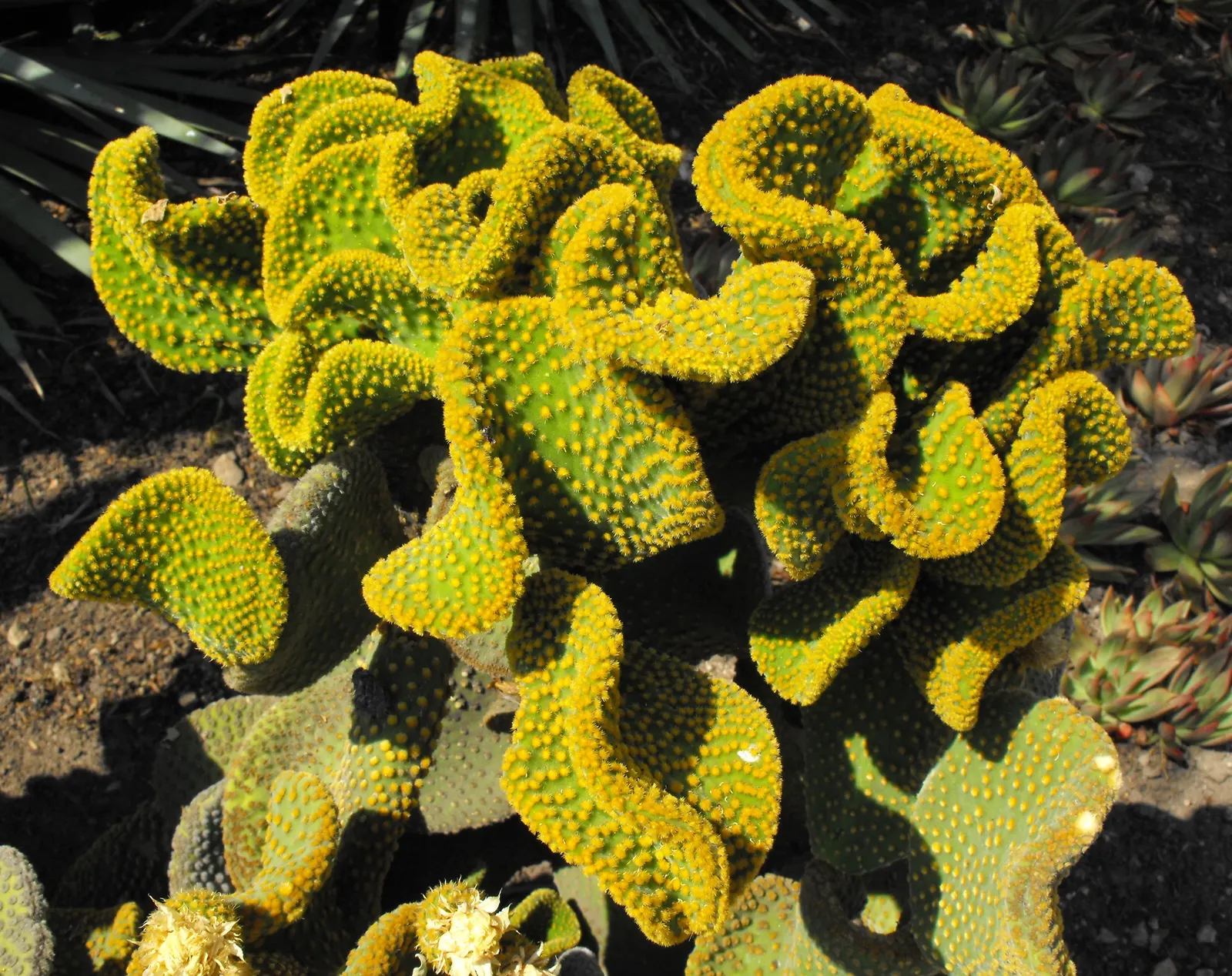 Yellow Bunny Ears, Goldplush Cactus (Opuntia Microdasys) — Requiring full sun, it thrives in well-draining sandy soil