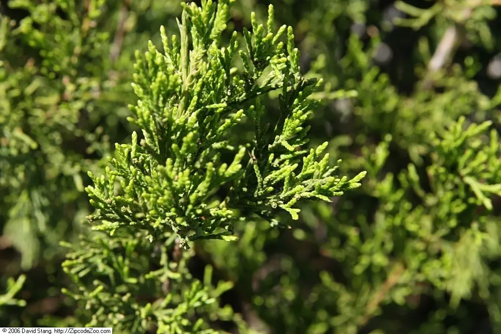 Brodie Eastern Red Juniper (Juniperus Virginiana 'Brodie') — This evergreen showcases dense, rich green foliage with excellent disease resistance