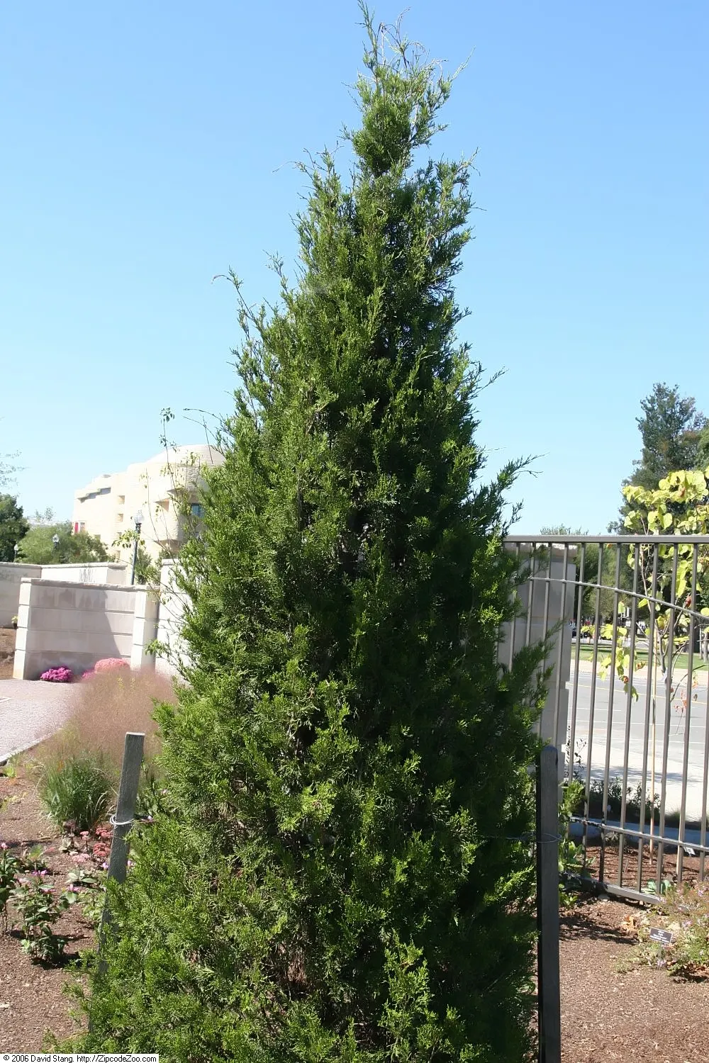 Brodie Eastern Red Juniper (Juniperus Virginiana 'Brodie') — Brodie Eastern Red Cedar (Juniperus virginiana 'Brodie') is a columnar conifer