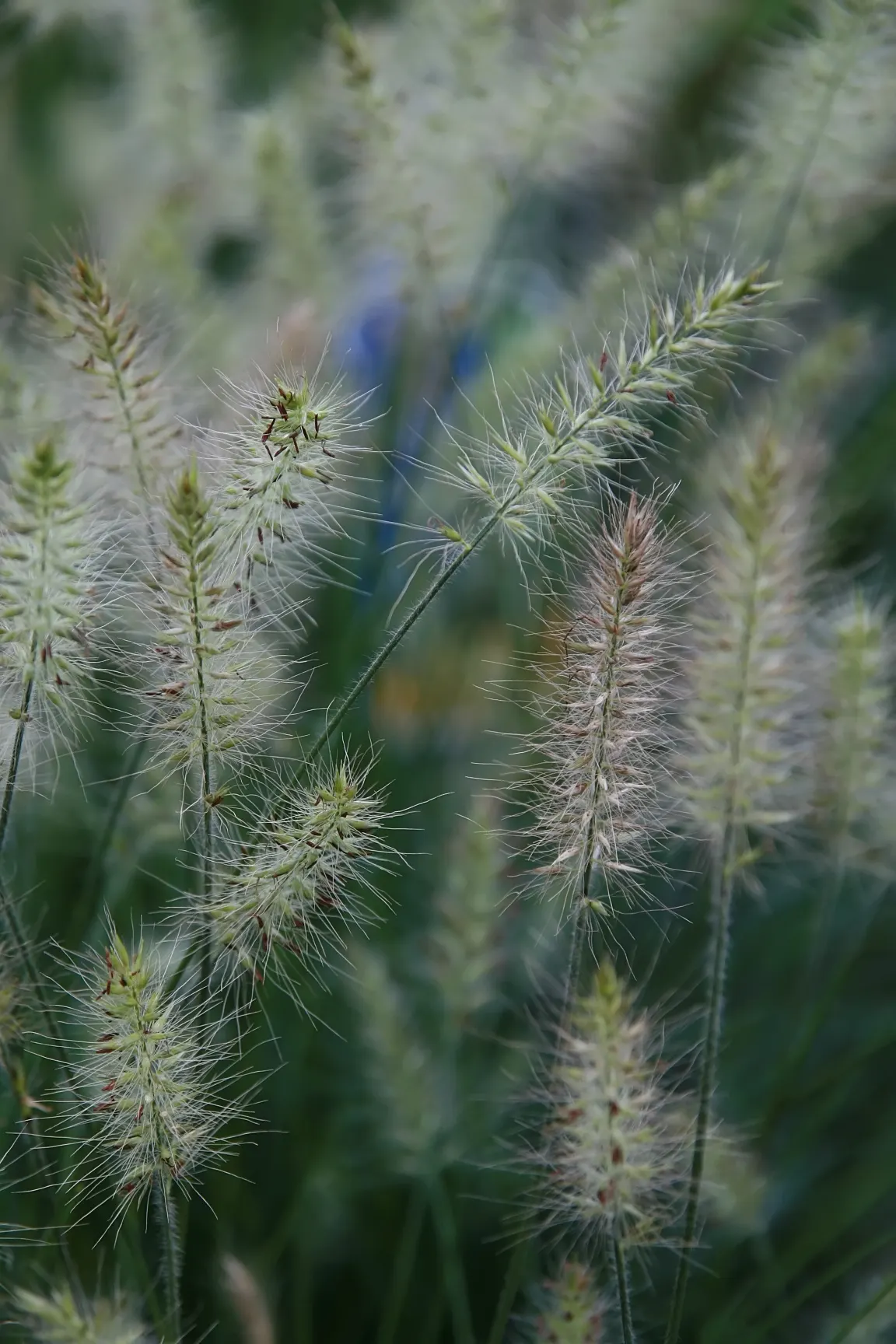 Little Bunny Fountain Grass (Pennisetum Alo. 'Little Bunny') — Pennisetum alopecuroides 'Little Bunny' is the most compact of the fountain grasses