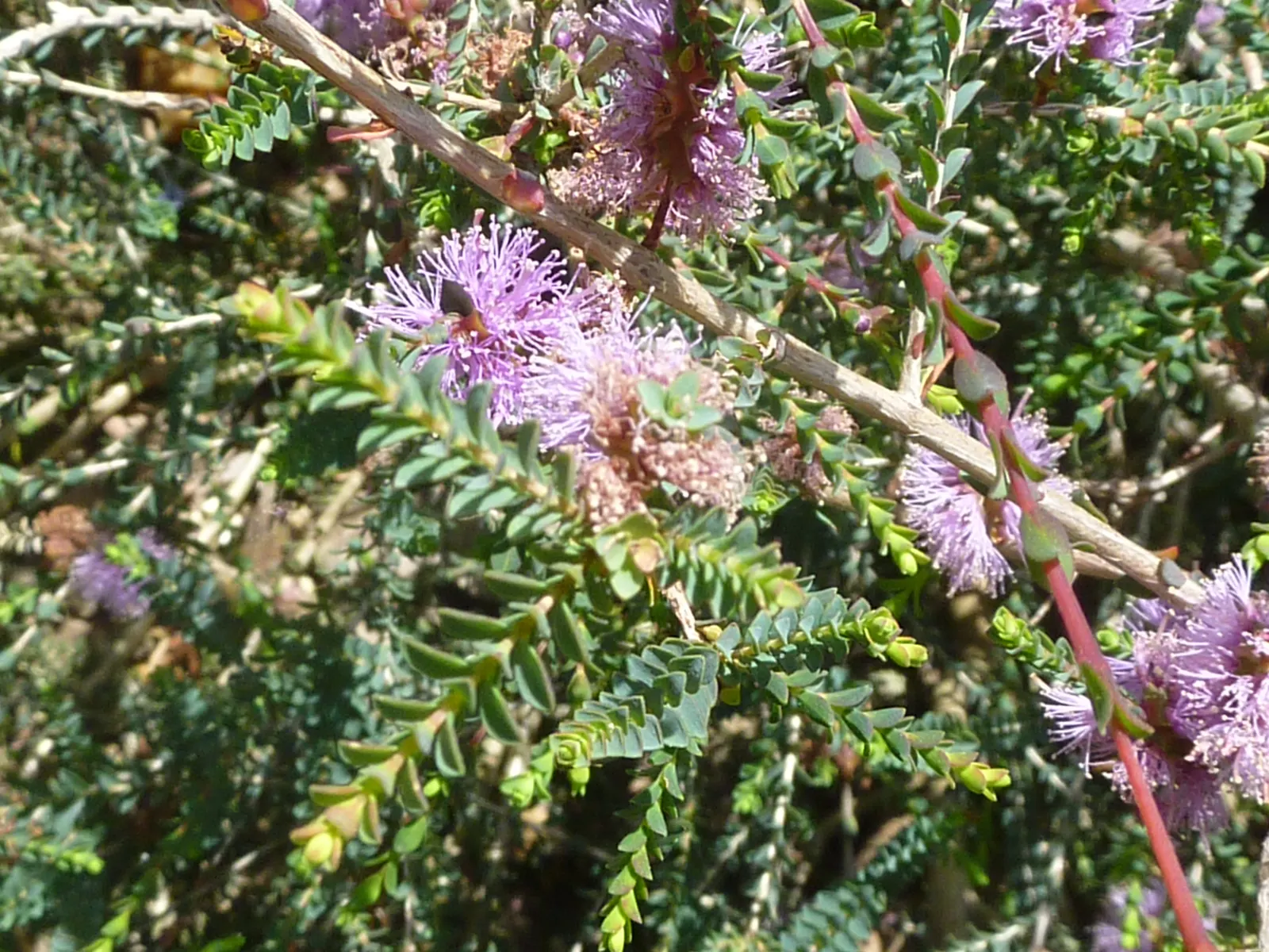 Slender Honey-Myrtle (Melaleuca Gibbosa) — The Slender Honey-Myrtle, Melaleuca gibbosa, is a charming shrub reaching up to 6.5 feet tall