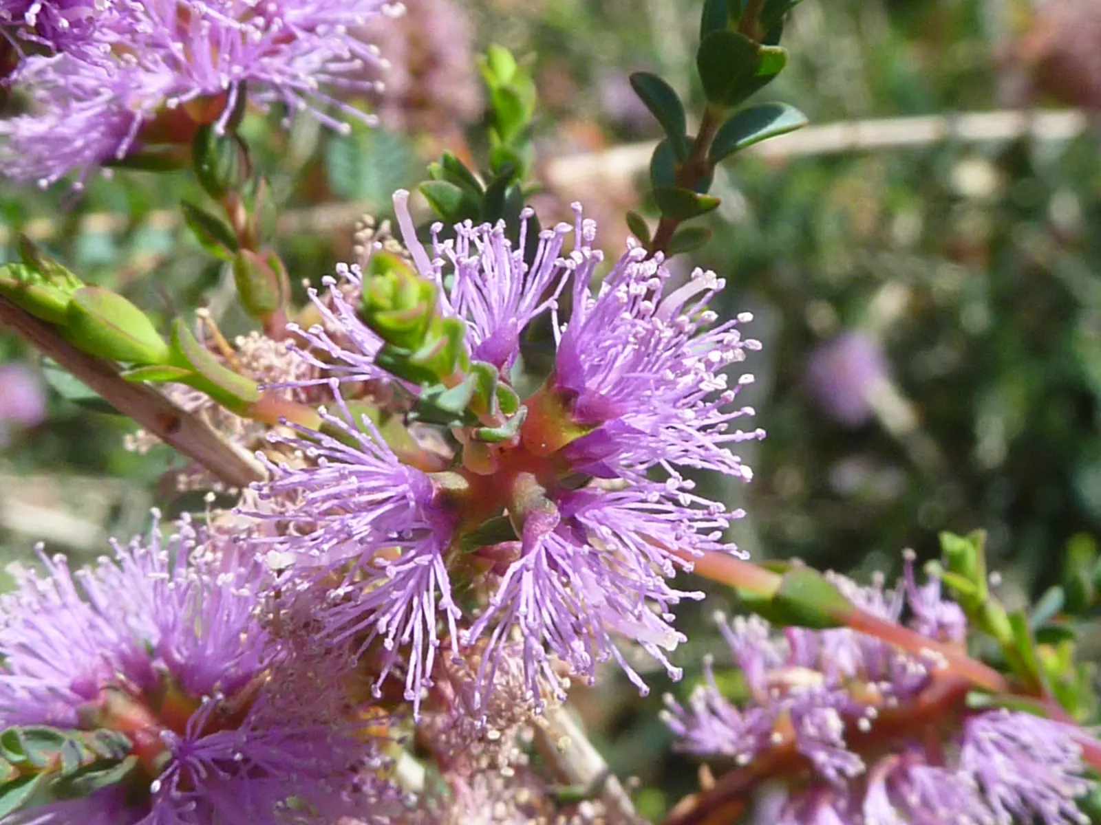 Slender Honey-Myrtle (Melaleuca Gibbosa) — needle-like foliage and profuse lilac blossoms