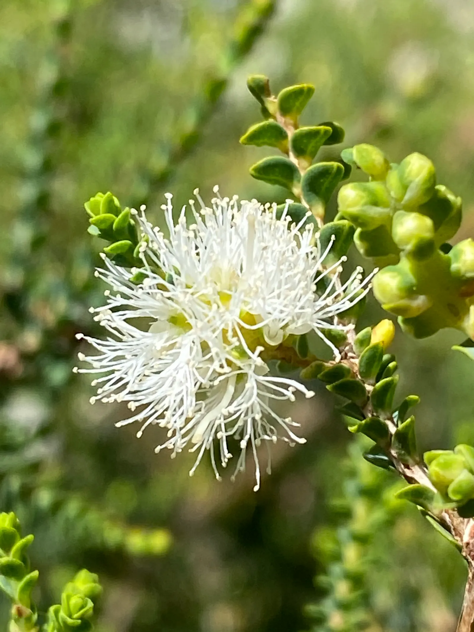 Slender Honey-Myrtle (Melaleuca Gibbosa) — This hardy species thrives in well-drained soils and full sun, requiring minimal maintenance