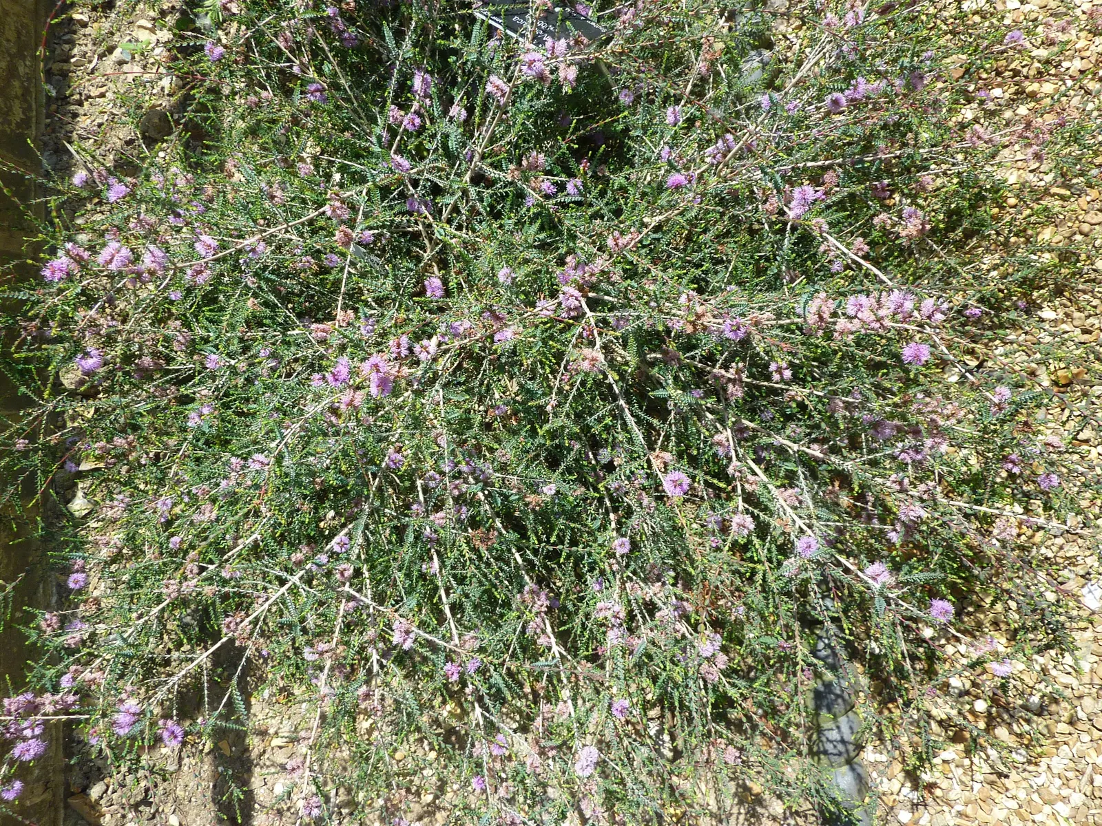 Slender Honey-Myrtle (Melaleuca Gibbosa) — with peak flowering in spring to summer