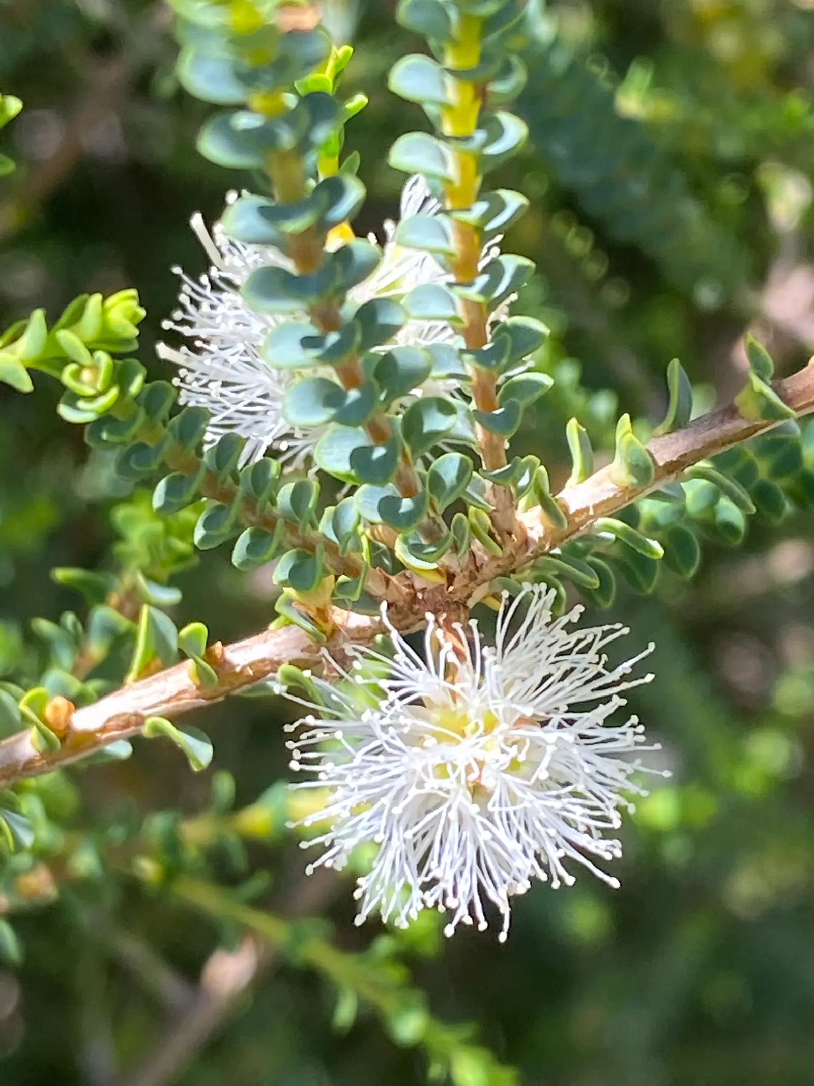Slender Honey-Myrtle (Melaleuca Gibbosa) — it presents as a delicate addition to xeriscaping